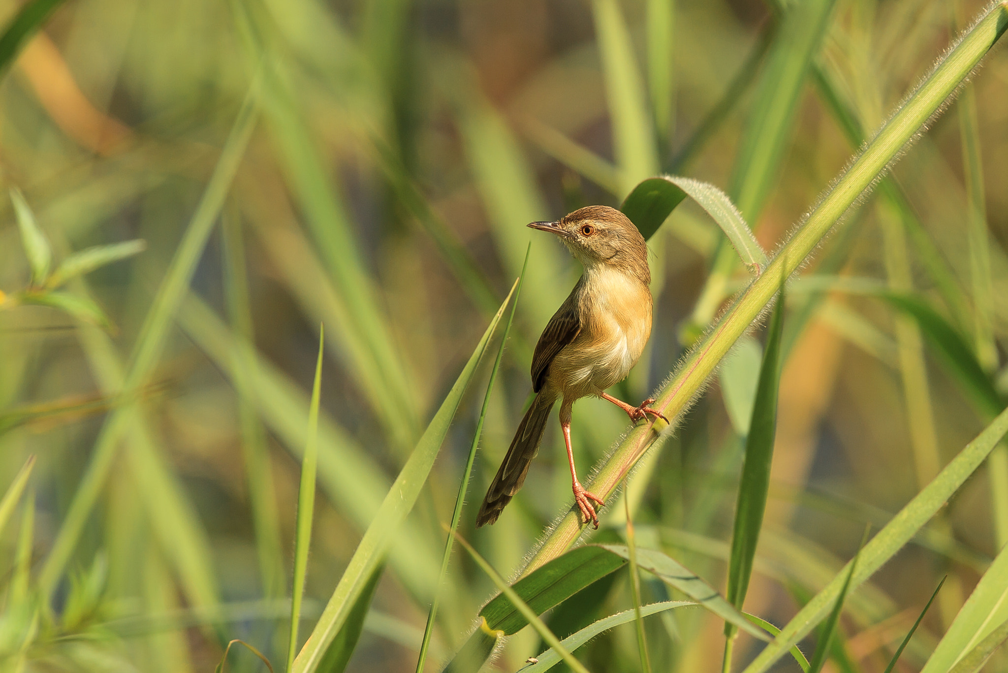 Canon EF 500mm F4L IS II USM sample photo. Plain prinia in its classic habitat photography