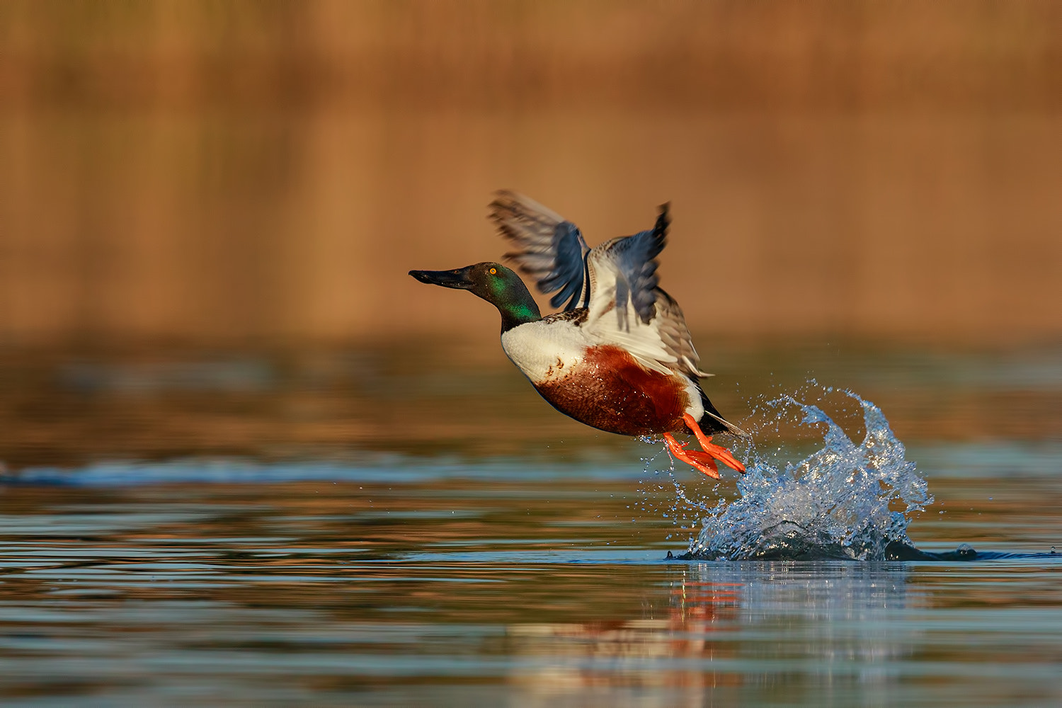 Canon EOS 5D Mark IV sample photo. Northern shoveler fly photography