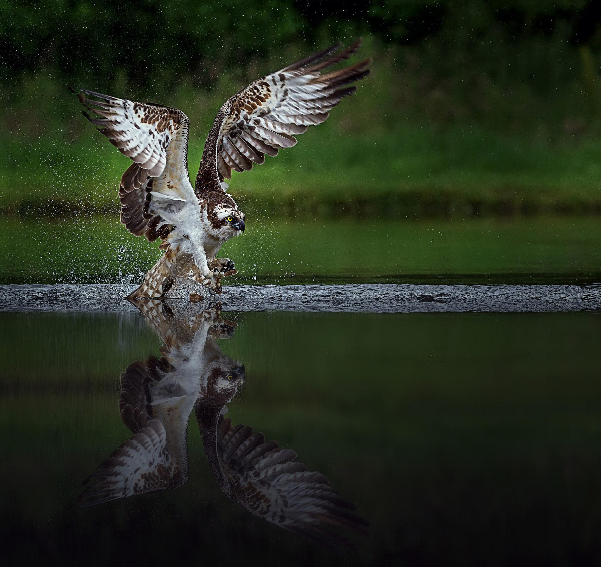 Canon EF 300mm F2.8L IS USM sample photo. Sheer power.... photography