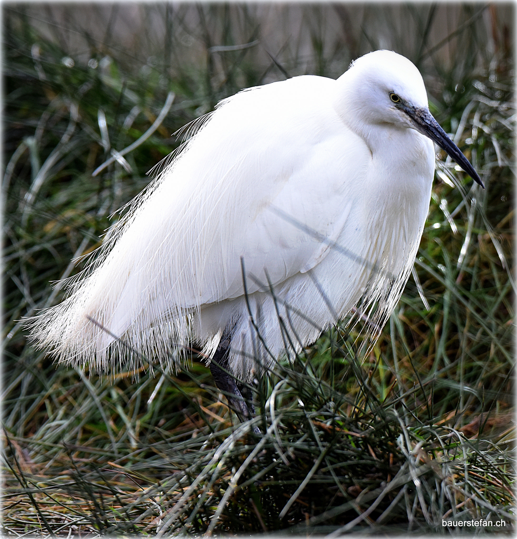 Nikon D810 sample photo. "algrette" photography