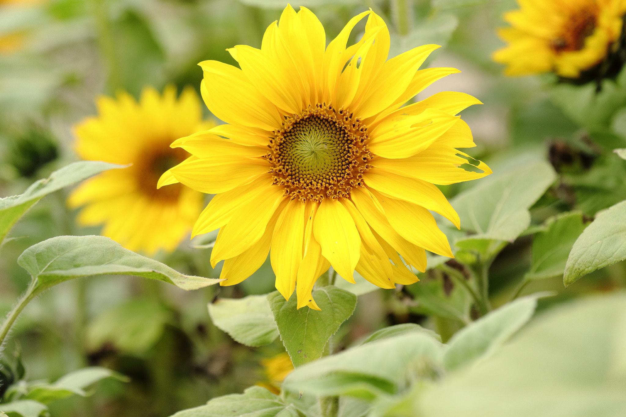 Canon EOS 70D + Canon EF 70-200mm F4L IS USM sample photo. Img_0912m sunflower. ひまわり. 向日葵. photography