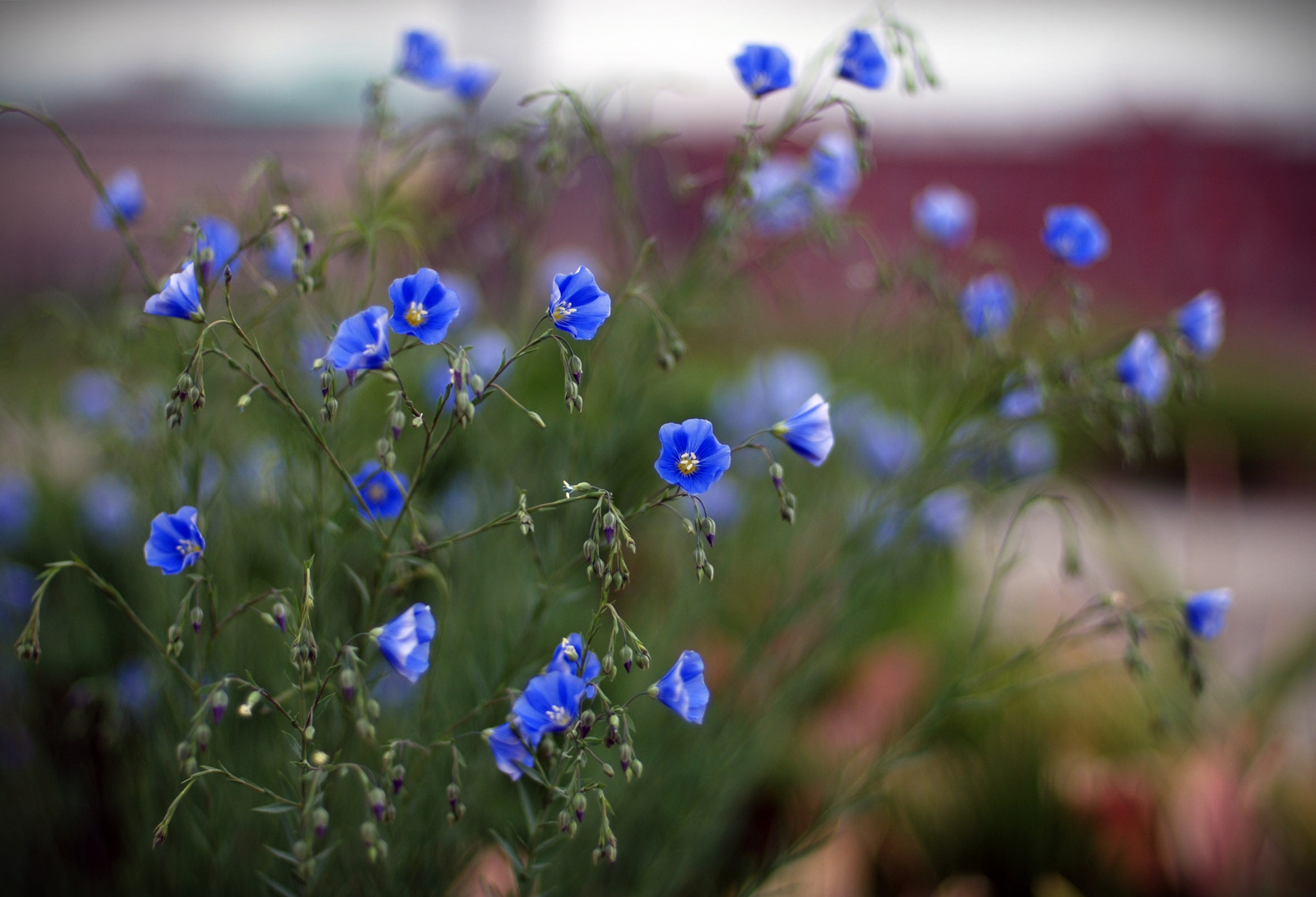 Nikon D80 + Nikon AF Nikkor 50mm F1.4D sample photo. Нежность photography