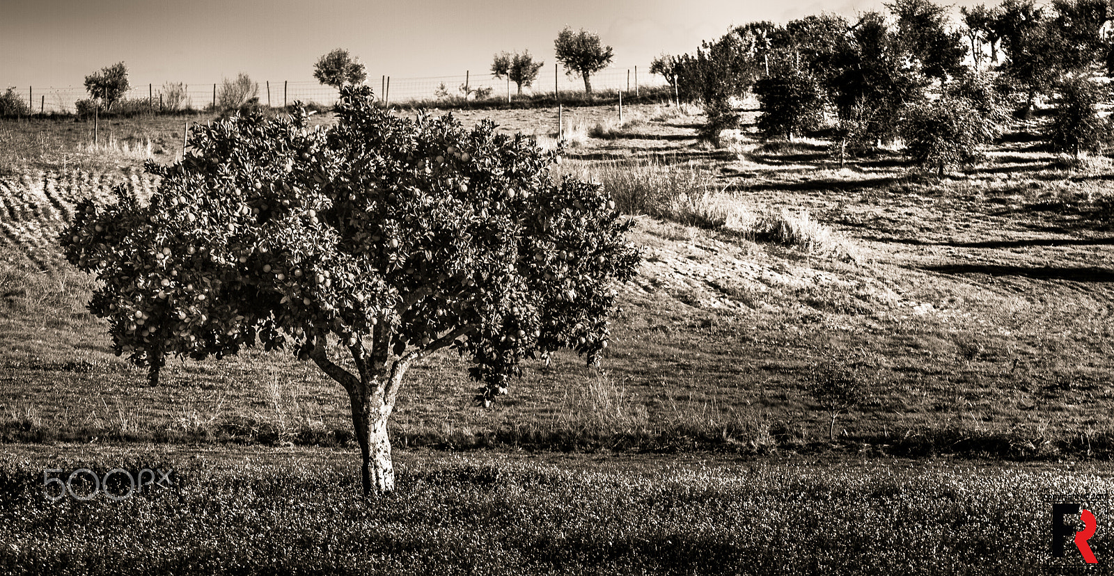 Canon EOS 7D + Canon EF 70-200mm F4L USM sample photo. Black scene photography