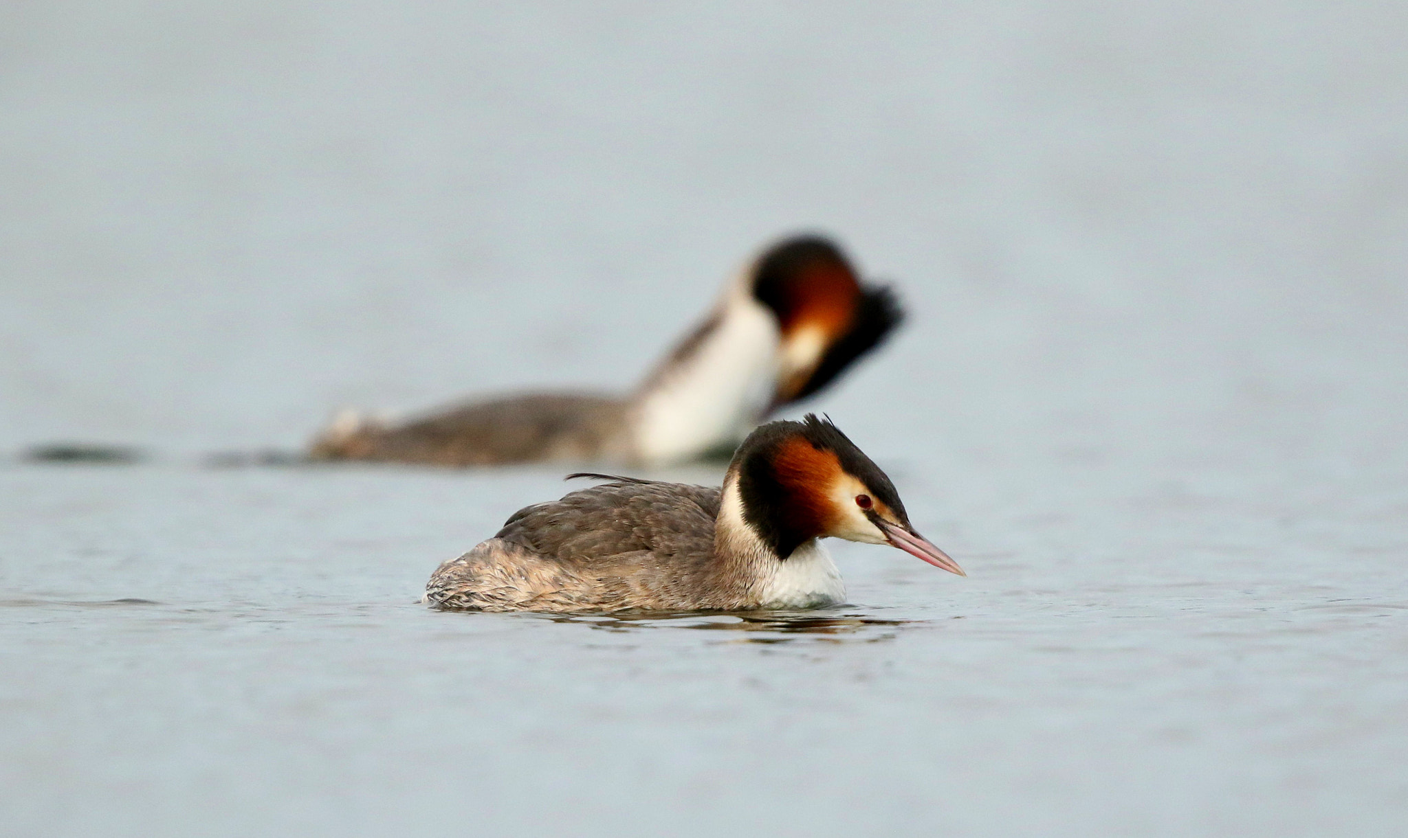 Canon EF 500mm F4L IS II USM sample photo. Great crested grebe photography