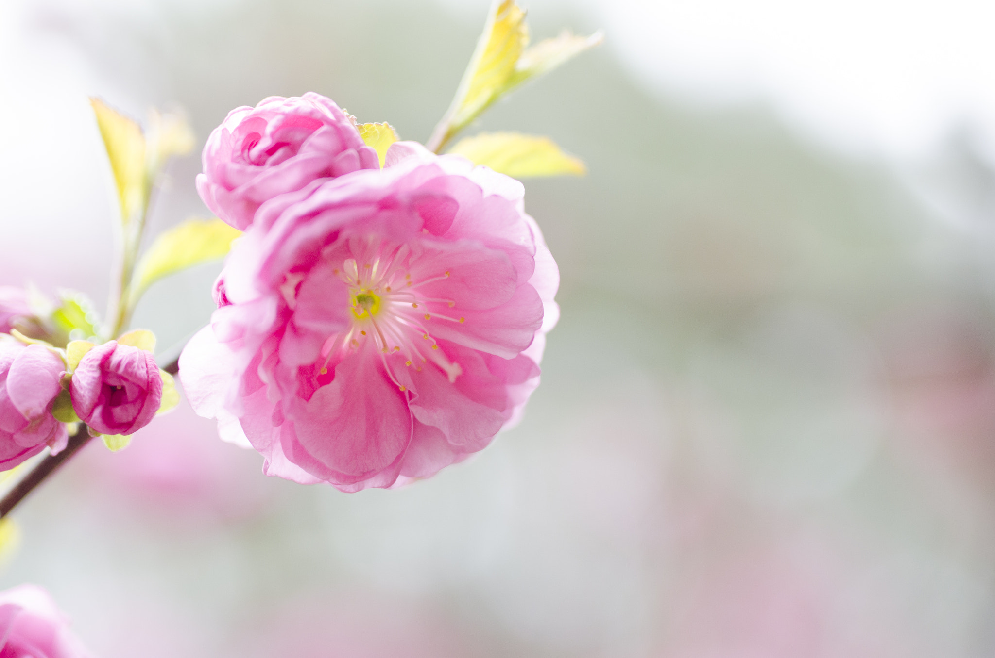 Nikon D7000 + Sigma 50mm F1.4 DG HSM Art sample photo. Single pink photography