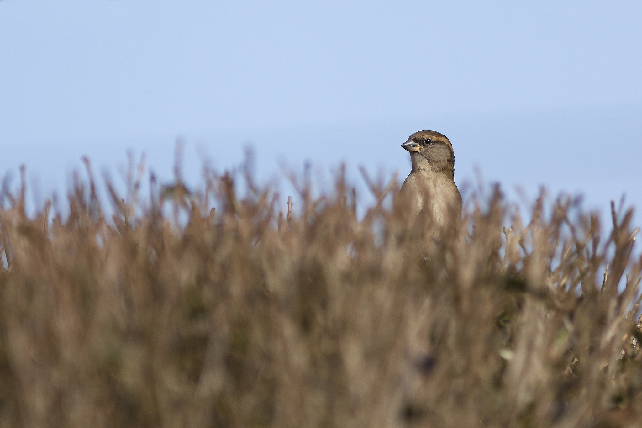 Canon EF 300mm F4L IS USM sample photo. .....anybody there? photography