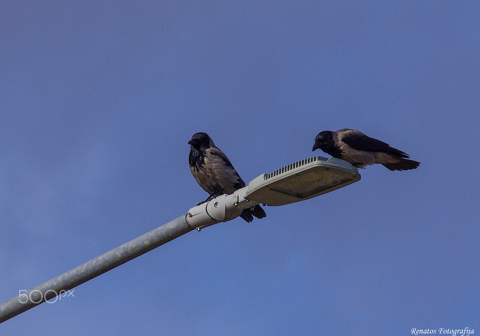 Pentax K-5 sample photo. Crow photography