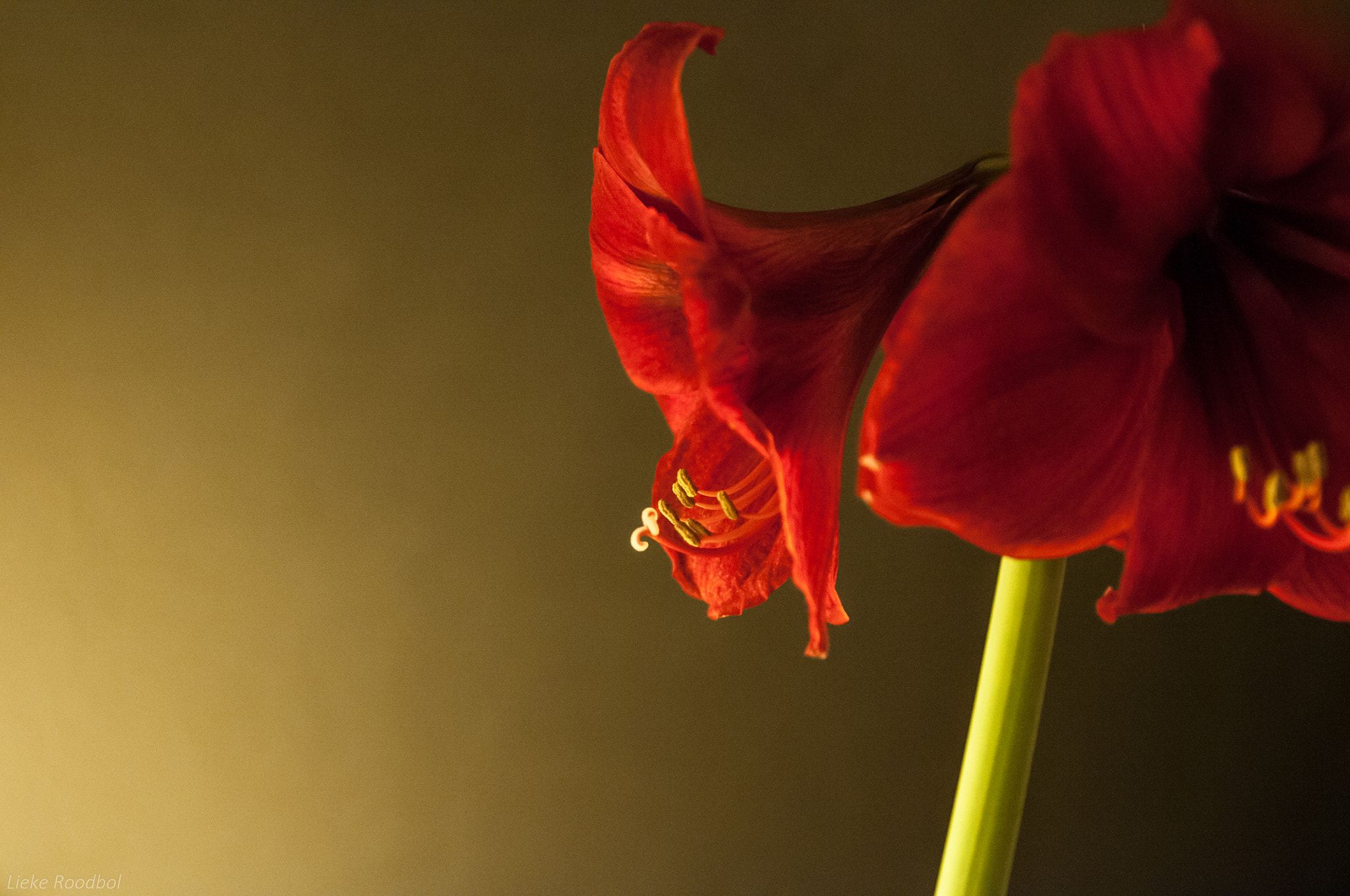 Nikon D300 + Sigma 17-70mm F2.8-4.5 DC Macro Asp. IF sample photo. Red flower photography