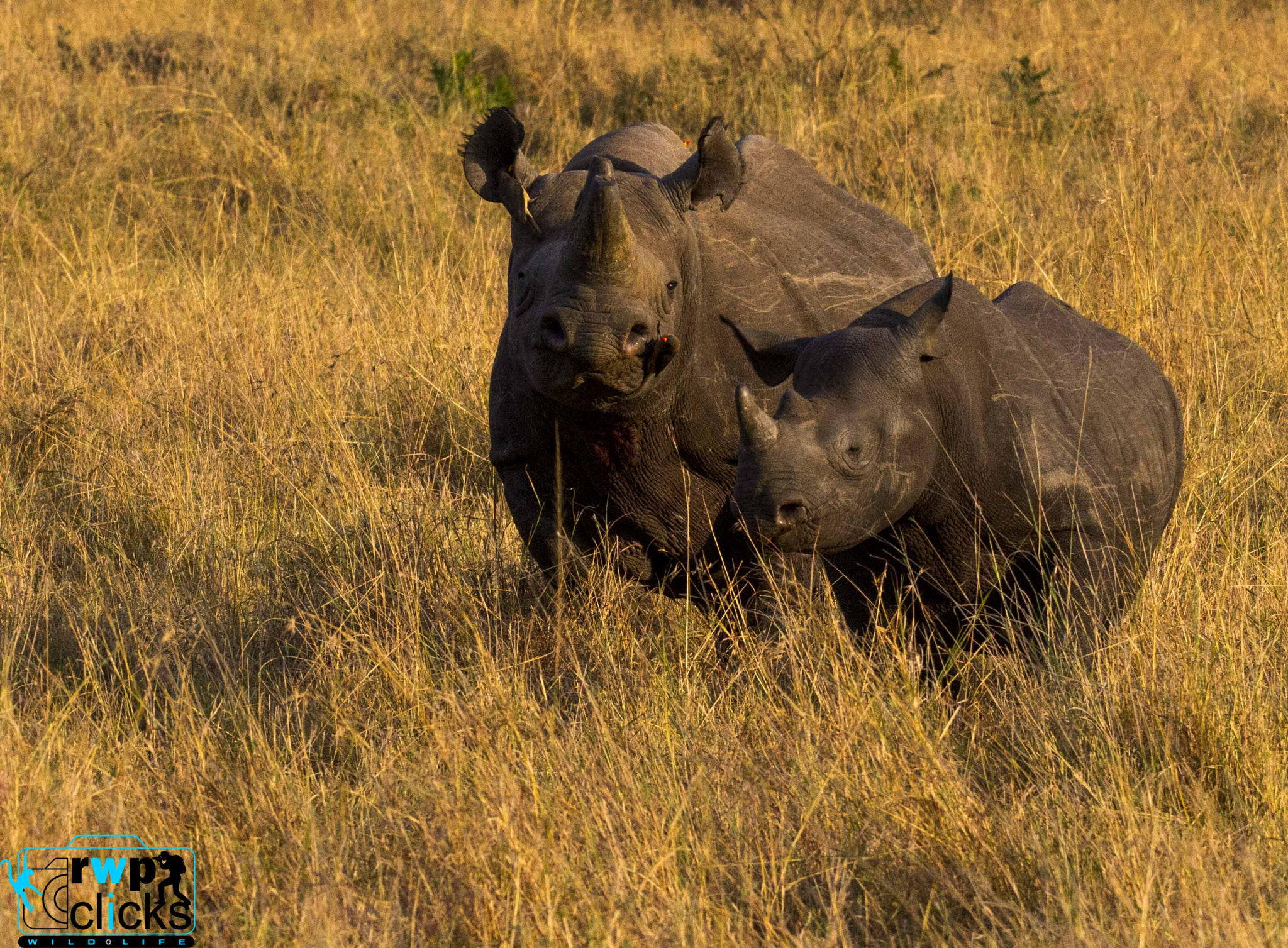 Canon EOS 7D + 150-600mm F5-6.3 DG OS HSM | Sports 014 sample photo. Rhino - mother and calf photography