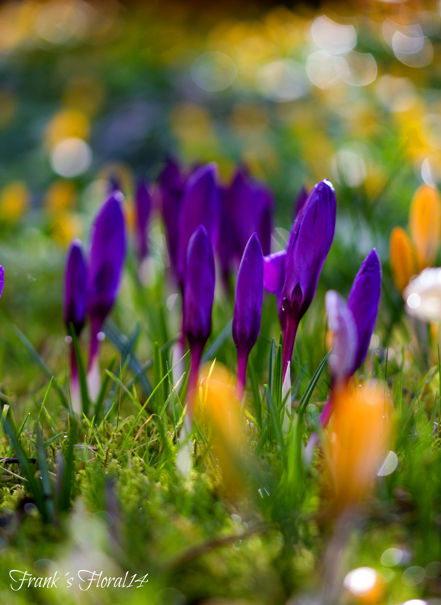 Sigma 105mm F2.8 EX DG OS HSM sample photo. Garden is alive now.... photography