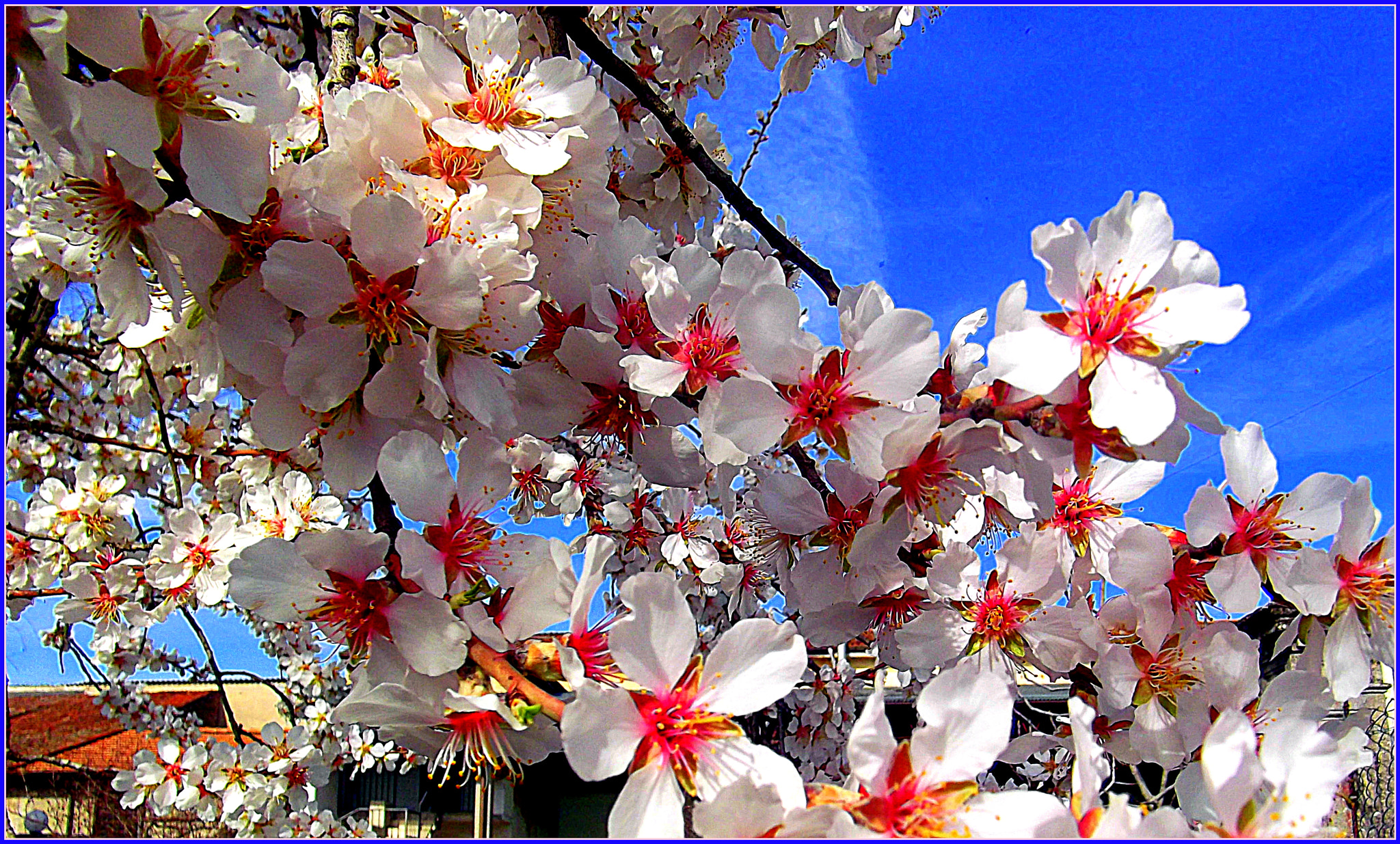 Fujifilm FinePix JX250 sample photo. Stupenda fioritura nel cielo azzurro velato, della primavera anticipata! photography