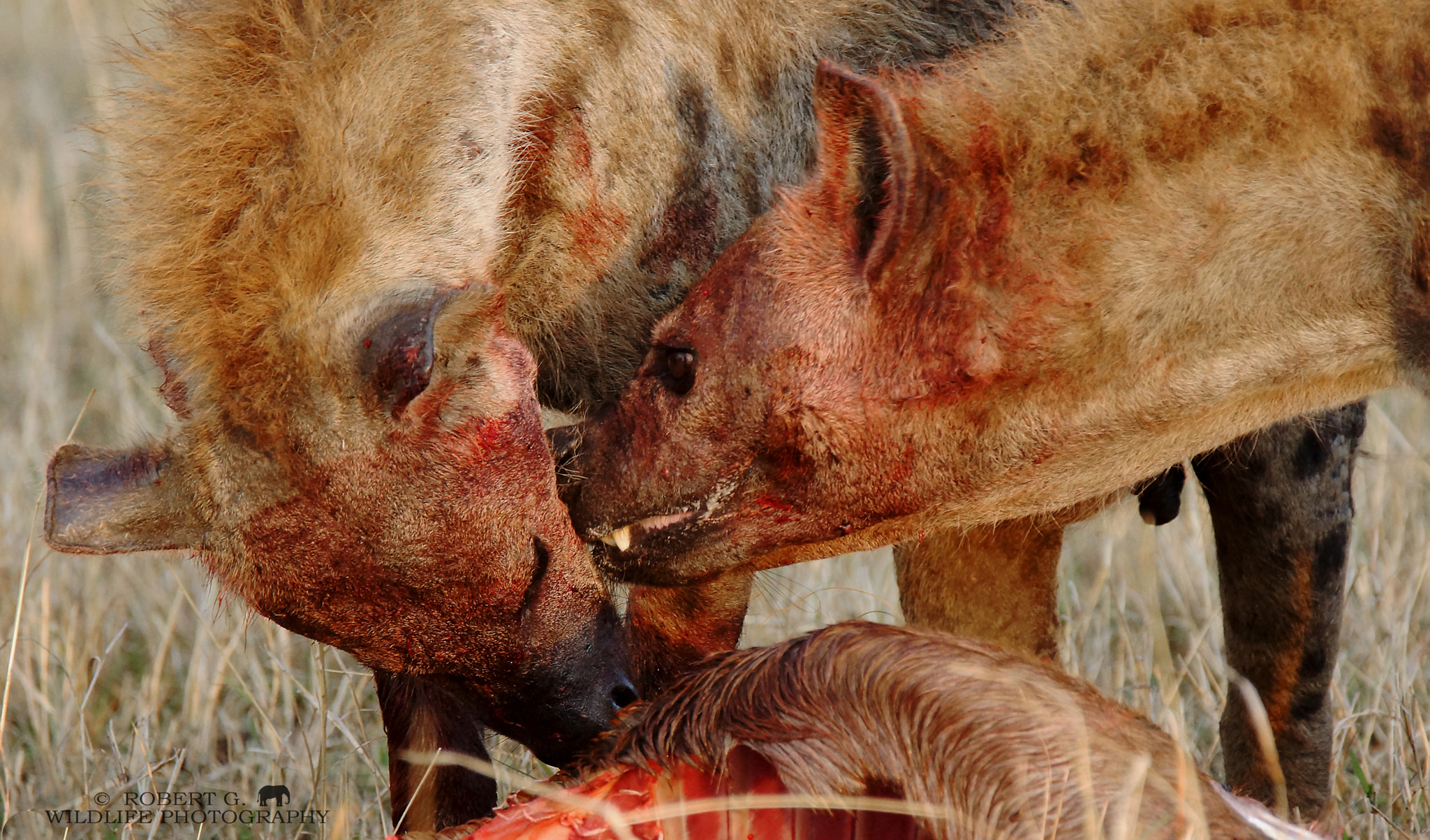 Sony SLT-A77 + Tamron SP 150-600mm F5-6.3 Di VC USD sample photo. Hyenas in masai mara  2016 photography