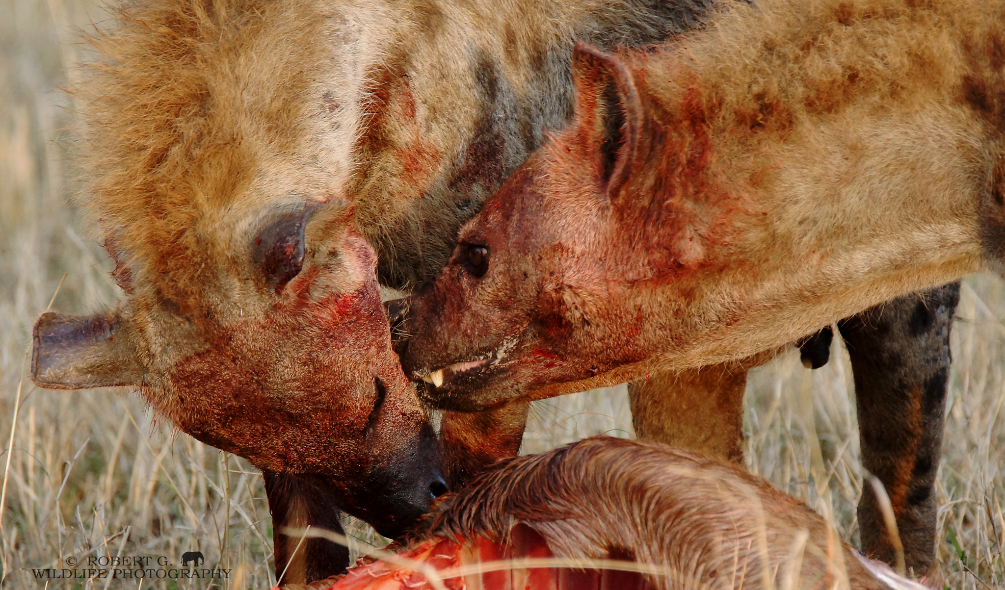 Tamron SP 150-600mm F5-6.3 Di VC USD sample photo. Hyenas in masai mara  2016 photography