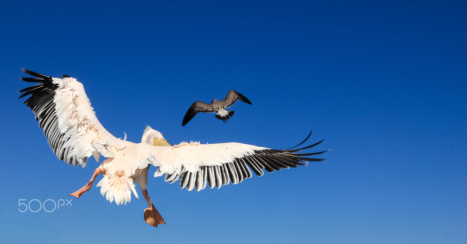 Canon EOS 550D (EOS Rebel T2i / EOS Kiss X4) sample photo. Pelican pursues a seagull. bird animal fight in the air. photography