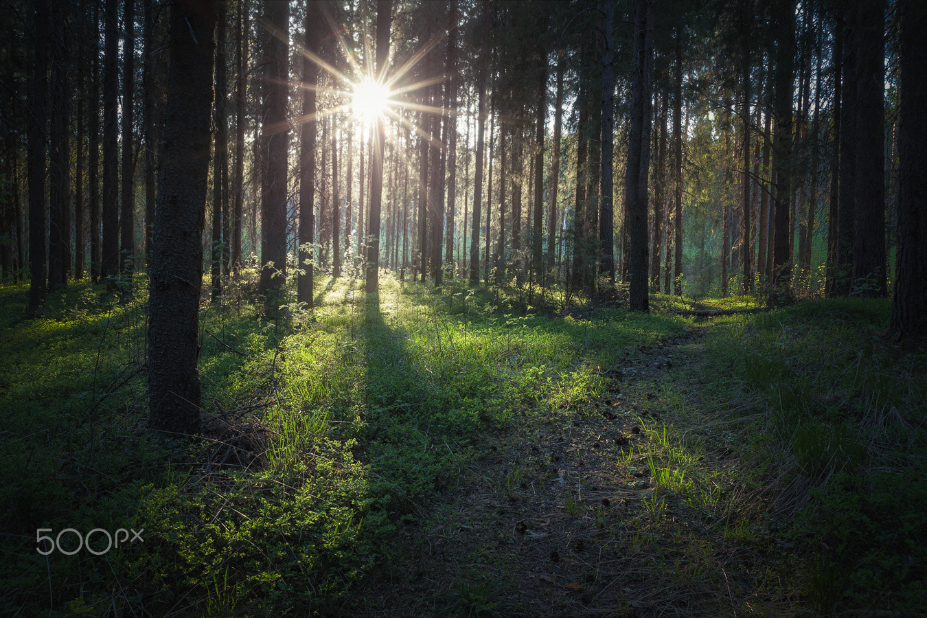Canon EF-S 17-55mm F2.8 IS USM sample photo. Deep forest photography