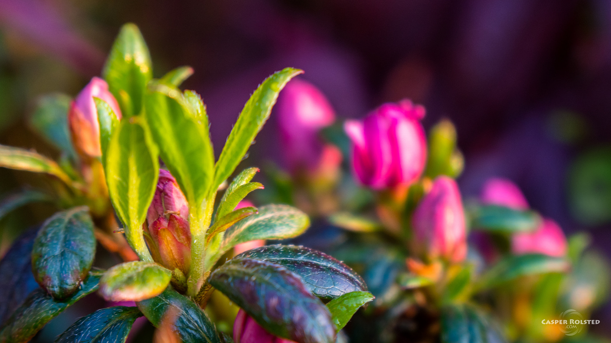 Sony a6300 sample photo. Pink flowers photography