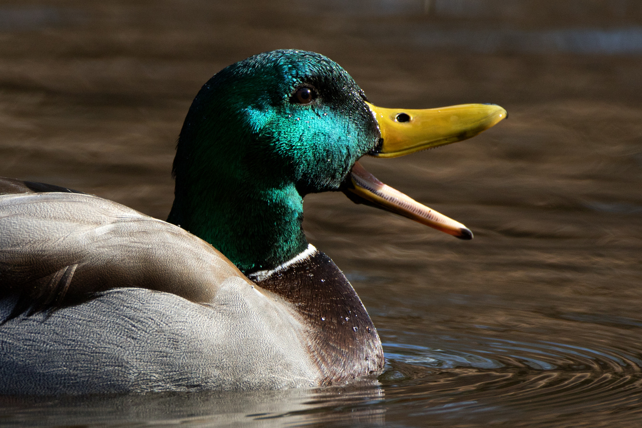 Canon EF 500mm F4L IS USM sample photo. Drake quack photography