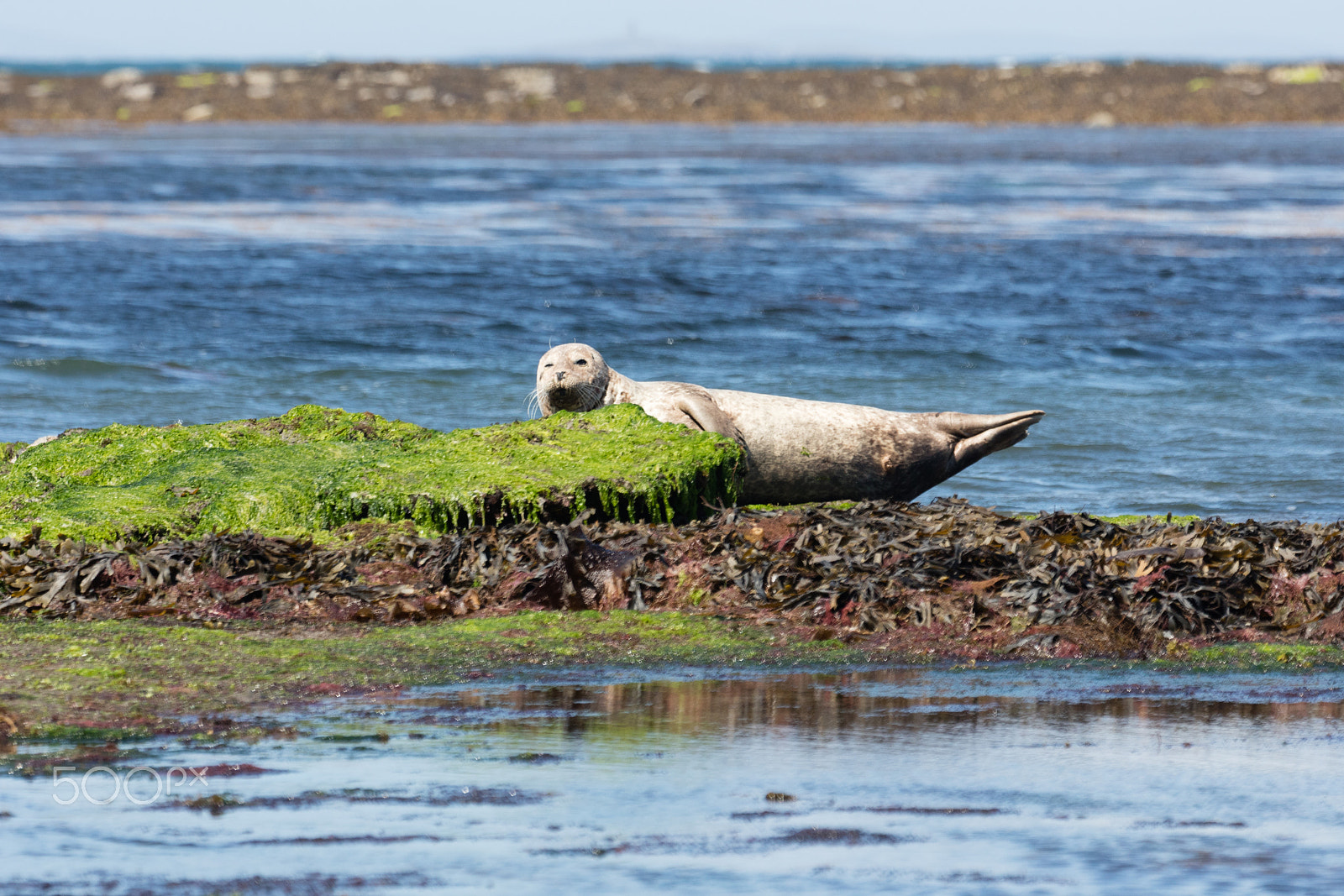 Sigma 150mm f/2.8 EX DG OS HSM APO Macro sample photo. Sea lion in ireland photography