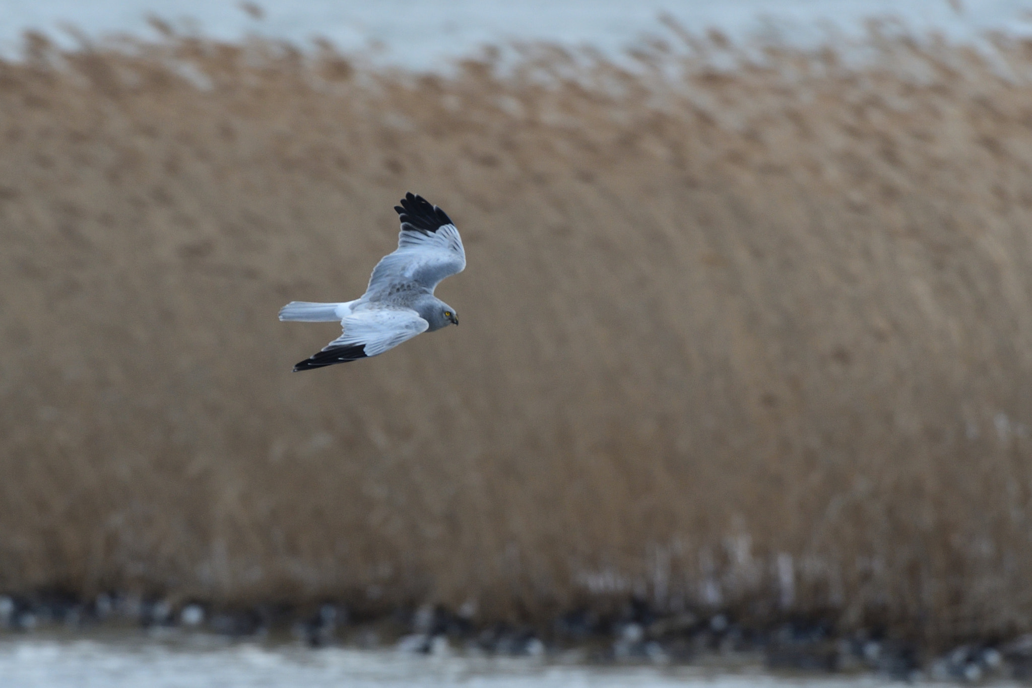 Nikon D500 + Sigma 500mm F4.5 EX DG HSM sample photo. Northern harrier photography