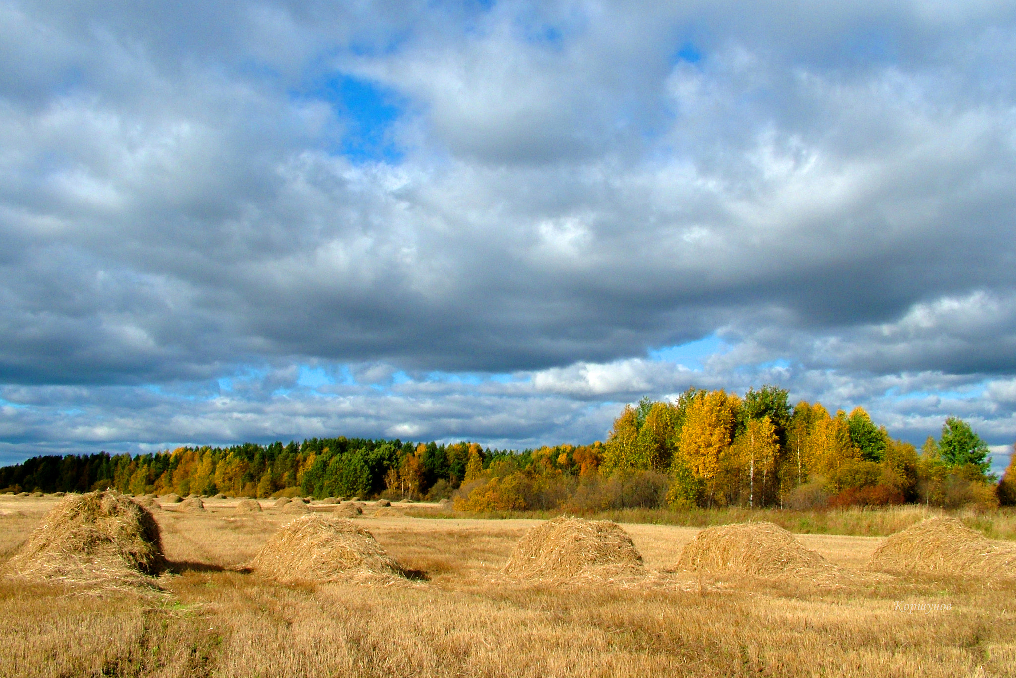 Fujifilm FinePix S7000 sample photo. Золото полей.... / gold fields .... photography