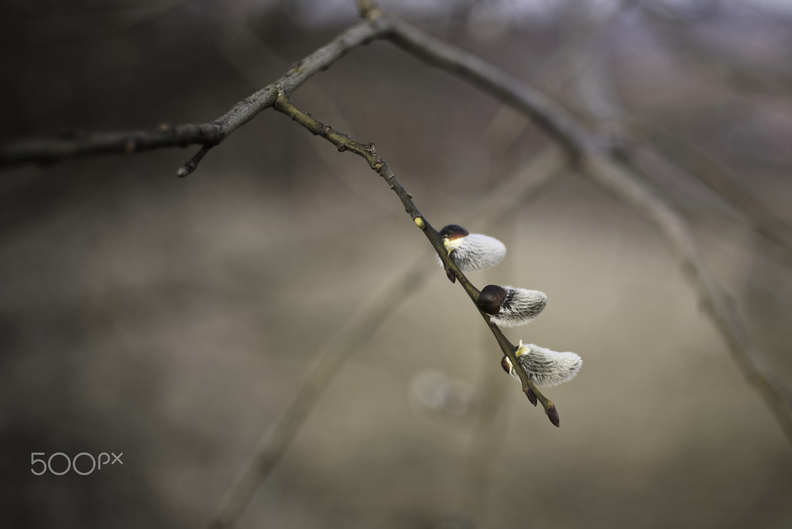 Pentax smc FA 43mm F1.9 Limited sample photo. "catkins three..." photography