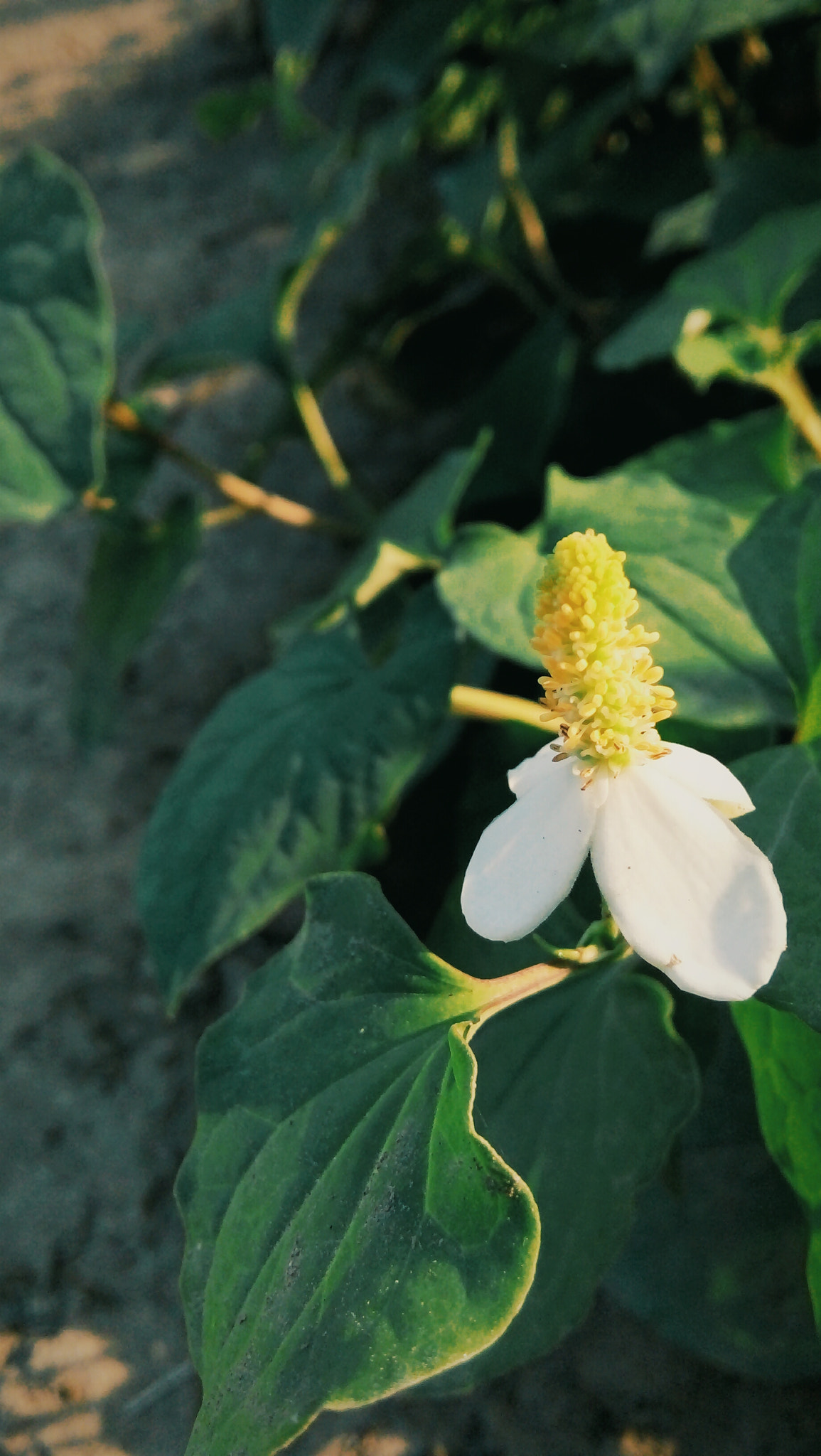 OPPO A33w sample photo
