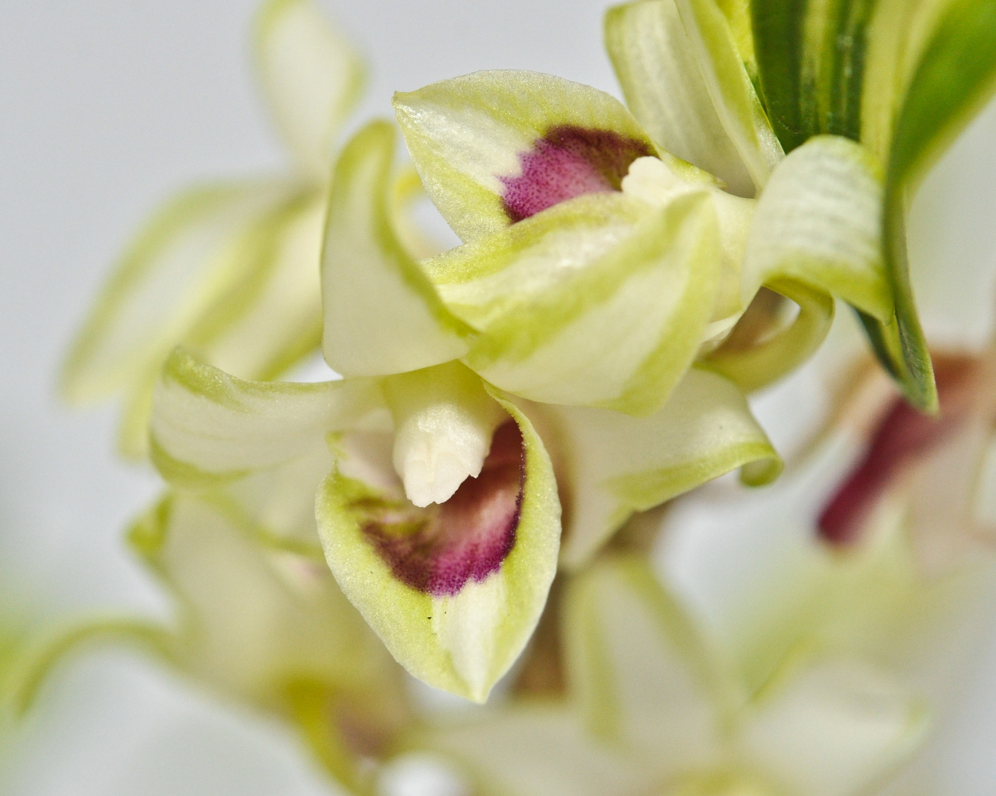 Nikon AF-S Micro-Nikkor 60mm F2.8G ED sample photo