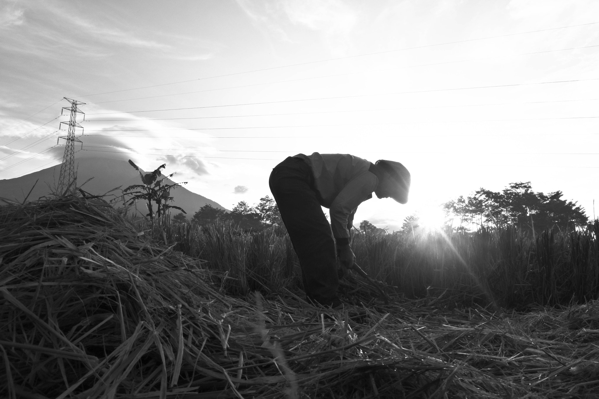 Nikon 1 J5 sample photo. Indonesian farmer photography