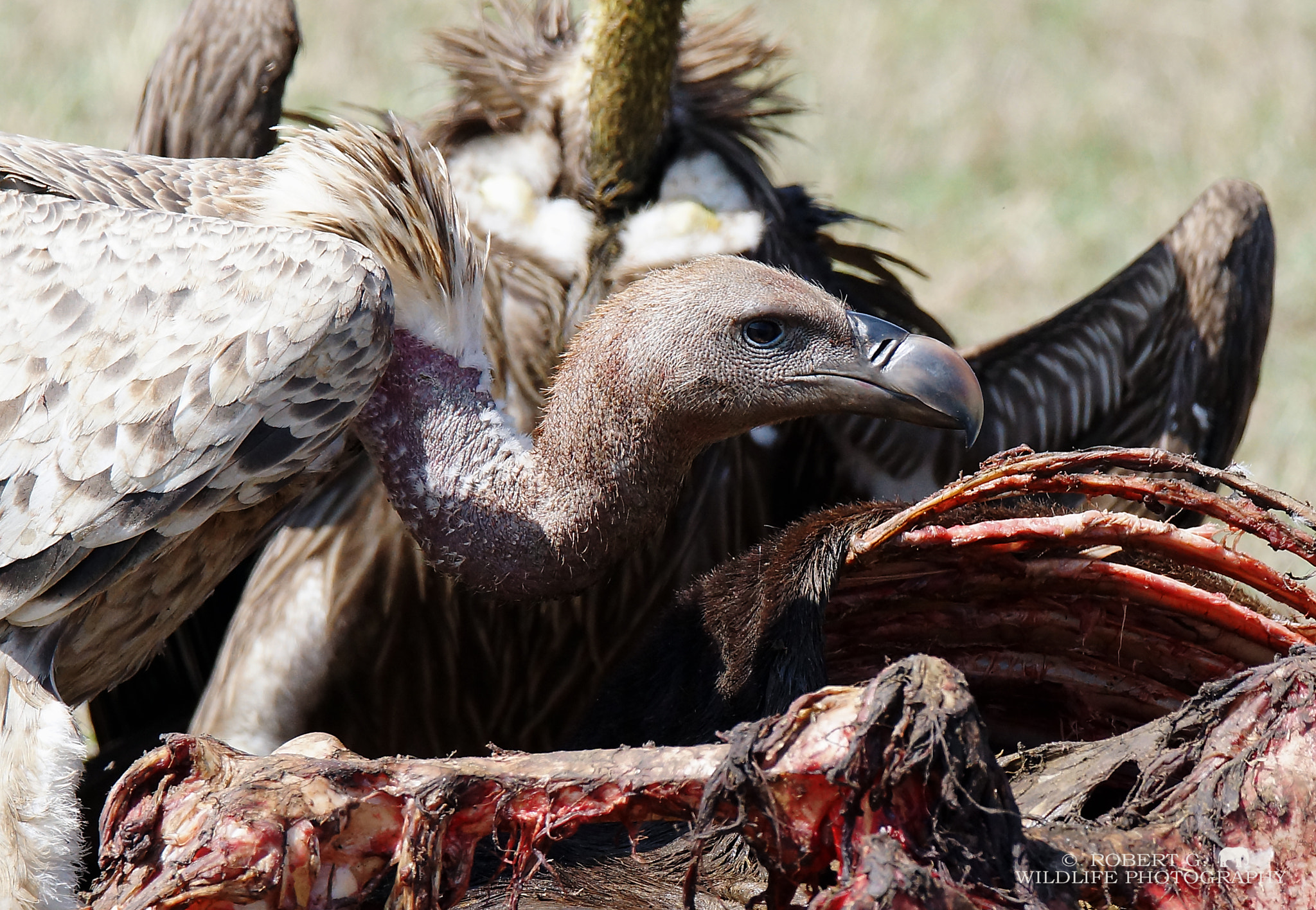 Sony SLT-A77 + Tamron SP 150-600mm F5-6.3 Di VC USD sample photo. Vulture portrait masai mara 2016 photography