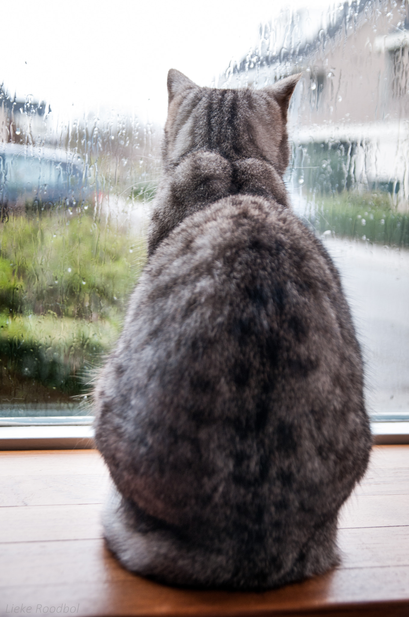 Nikon D300 + Sigma 17-70mm F2.8-4.5 DC Macro Asp. IF sample photo. Wating for the rain to stop photography