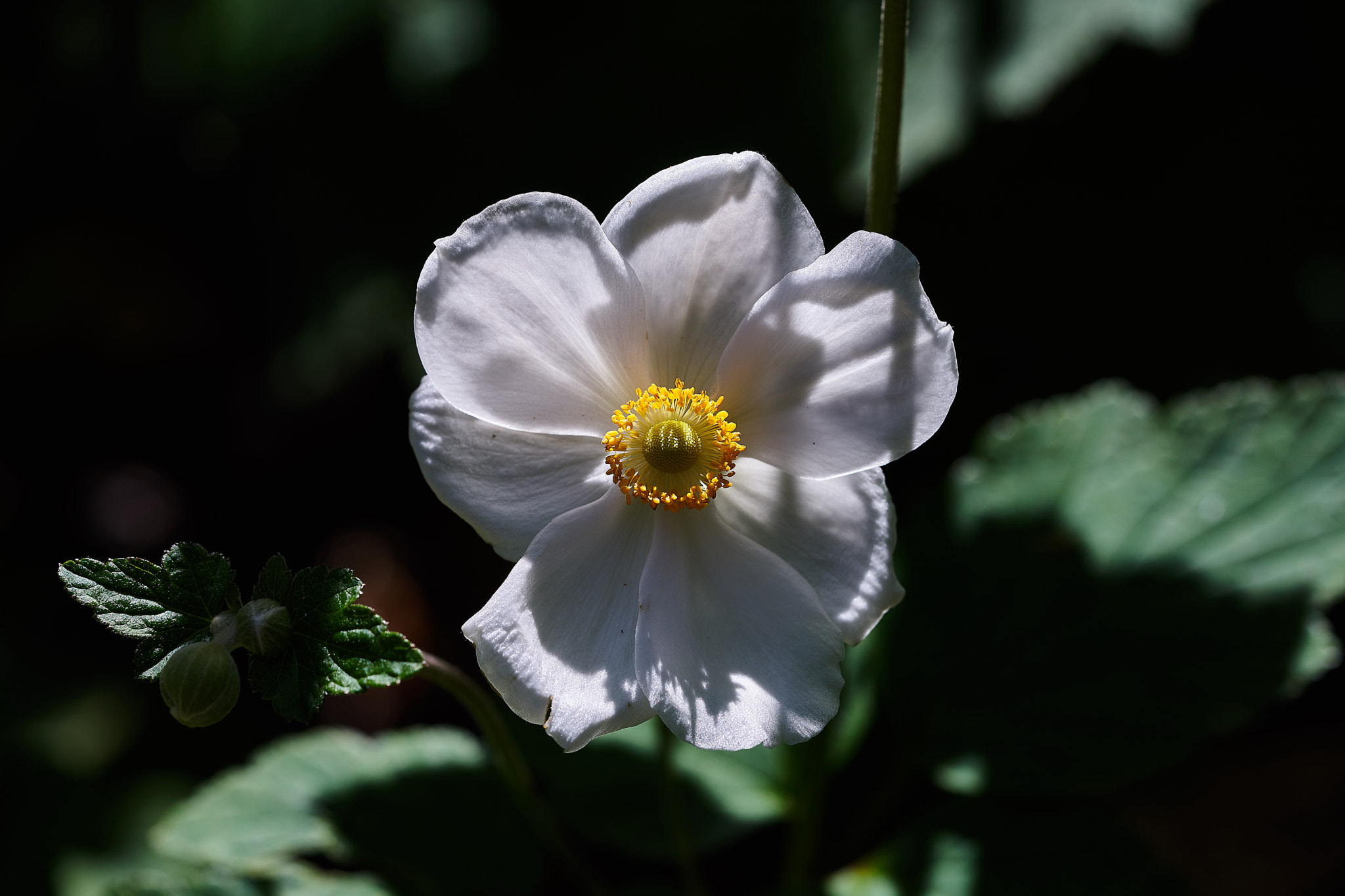 Sony a7 + Sony FE 90mm F2.8 Macro G OSS sample photo. Ml_20170304_14 photography