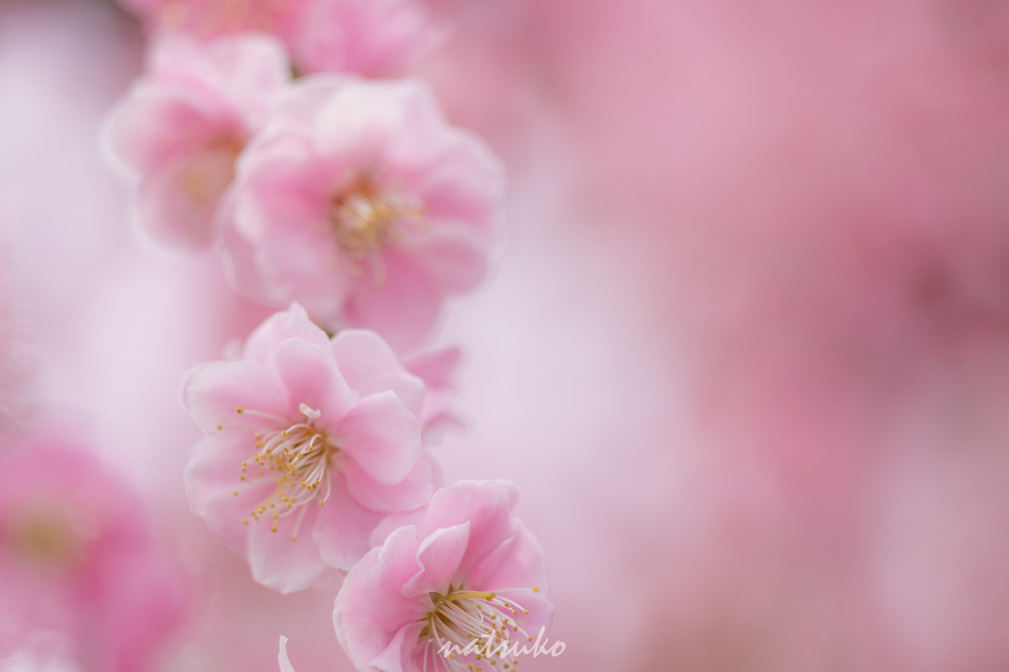 Sigma APO Macro 150mm f/2.8 EX DG HSM sample photo. Plum flowers photography