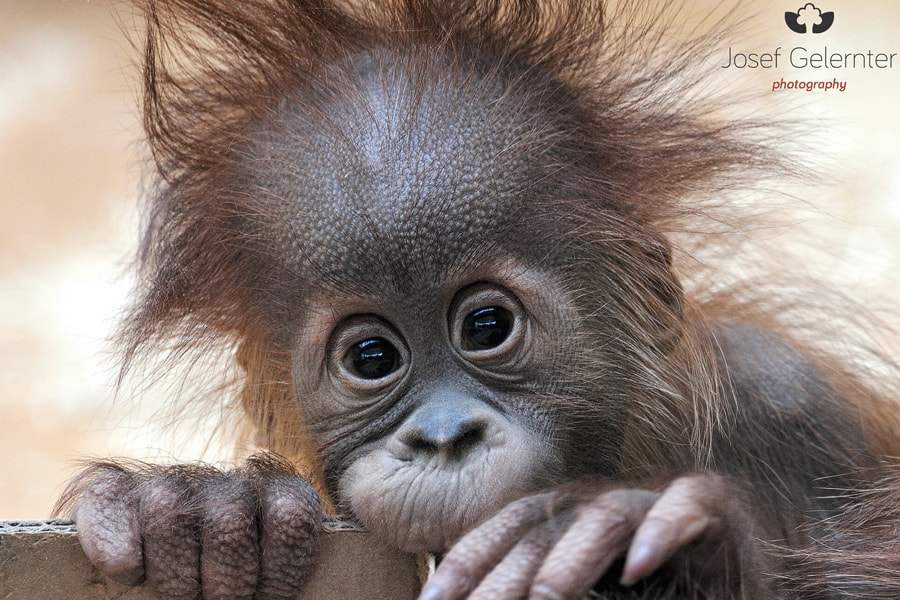 Nikon D3S sample photo. Baby orang photography