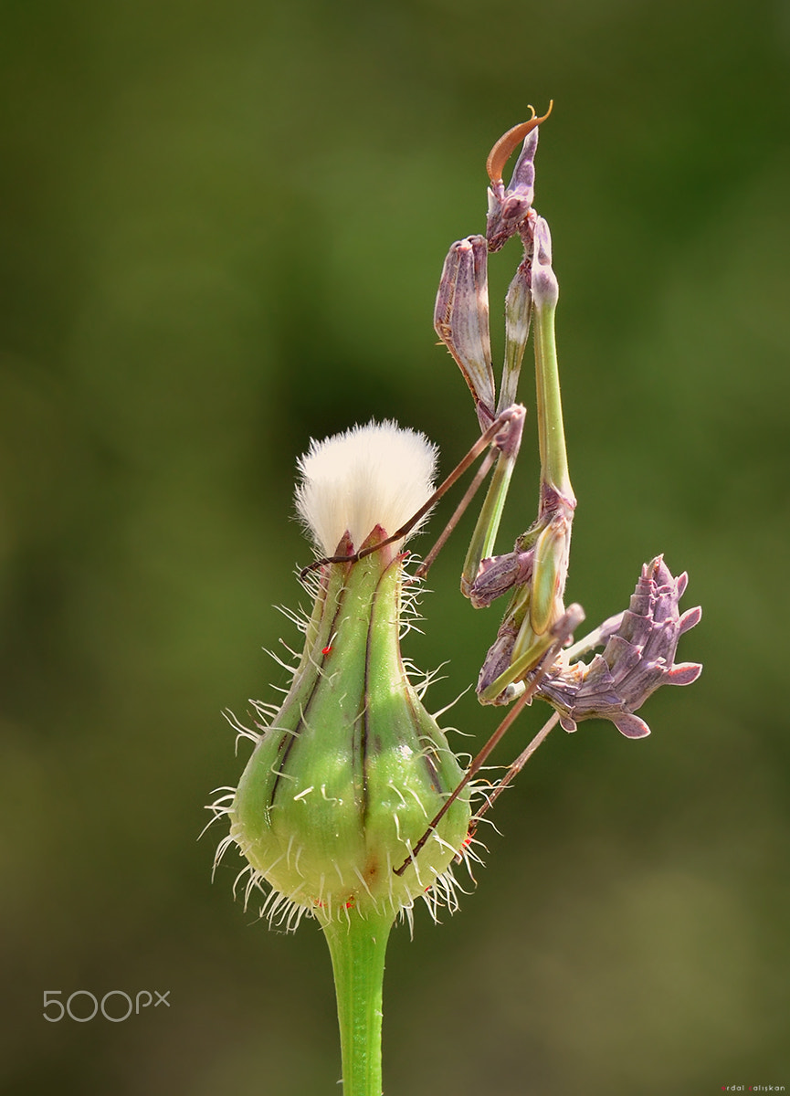 Nikon D7000 sample photo. *** photography