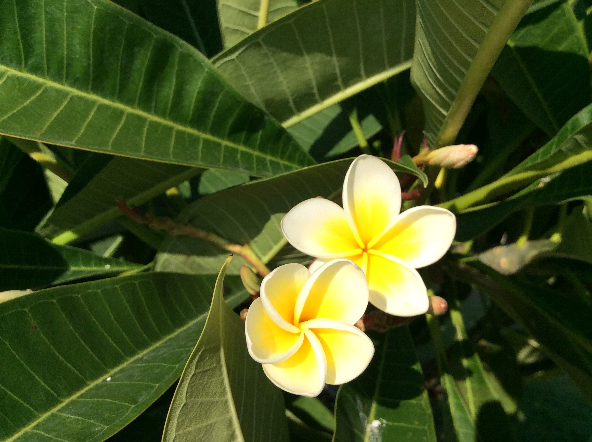 Apple iPad mini 3 sample photo. Flowers photography