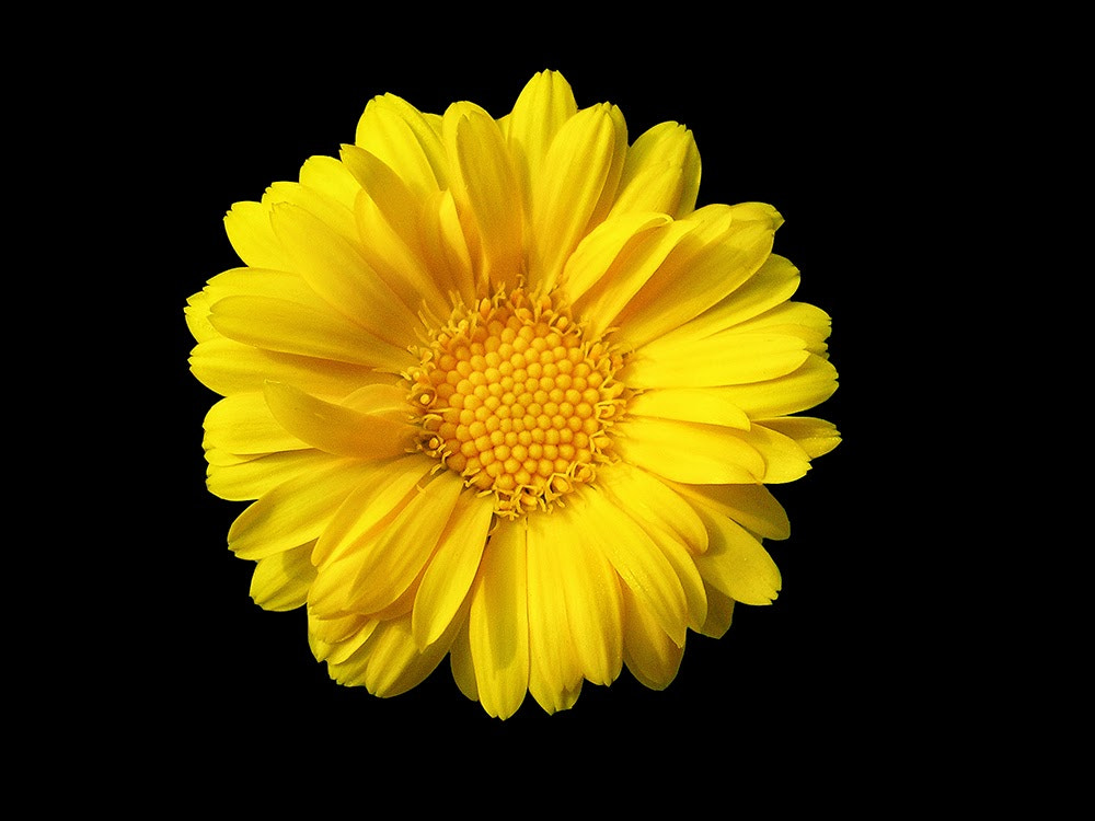 Olympus X100,D540Z,C310Z sample photo. Yellow bloom photography