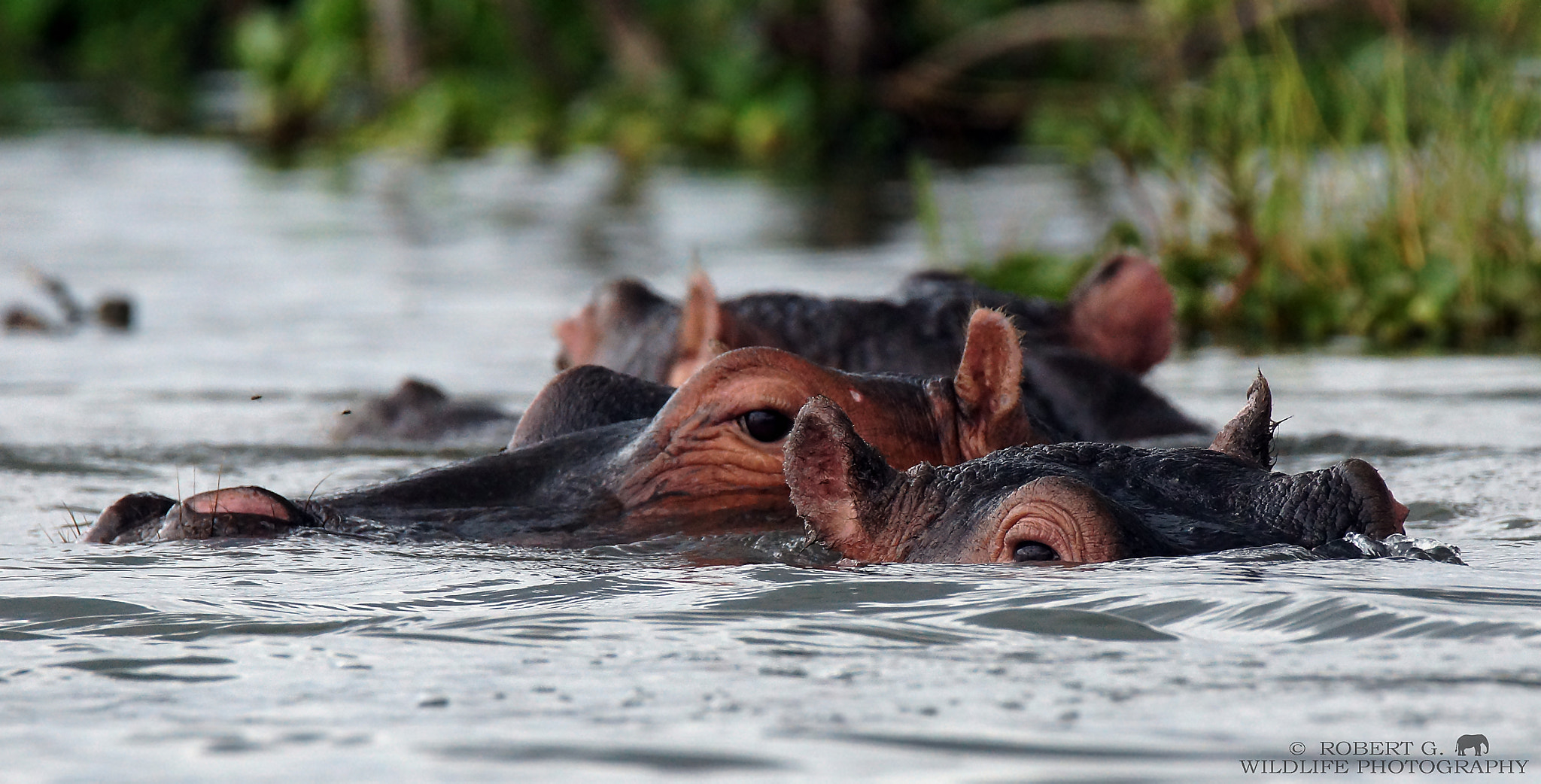 Sony SLT-A77 + Tamron SP 150-600mm F5-6.3 Di VC USD sample photo. Hippo´s im lake naivasha photography