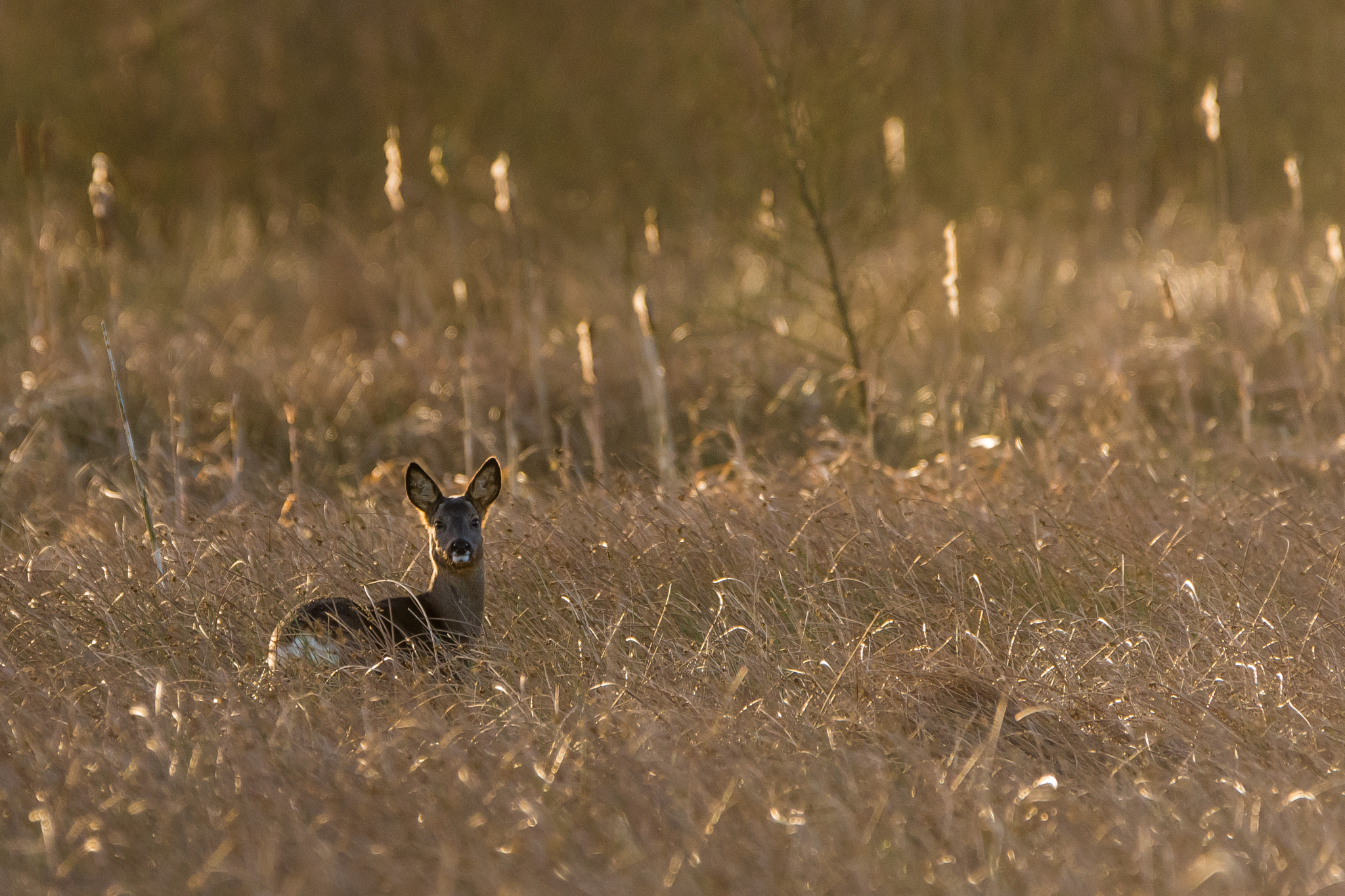 Nikon D500 sample photo. Deer in the morning sun photography
