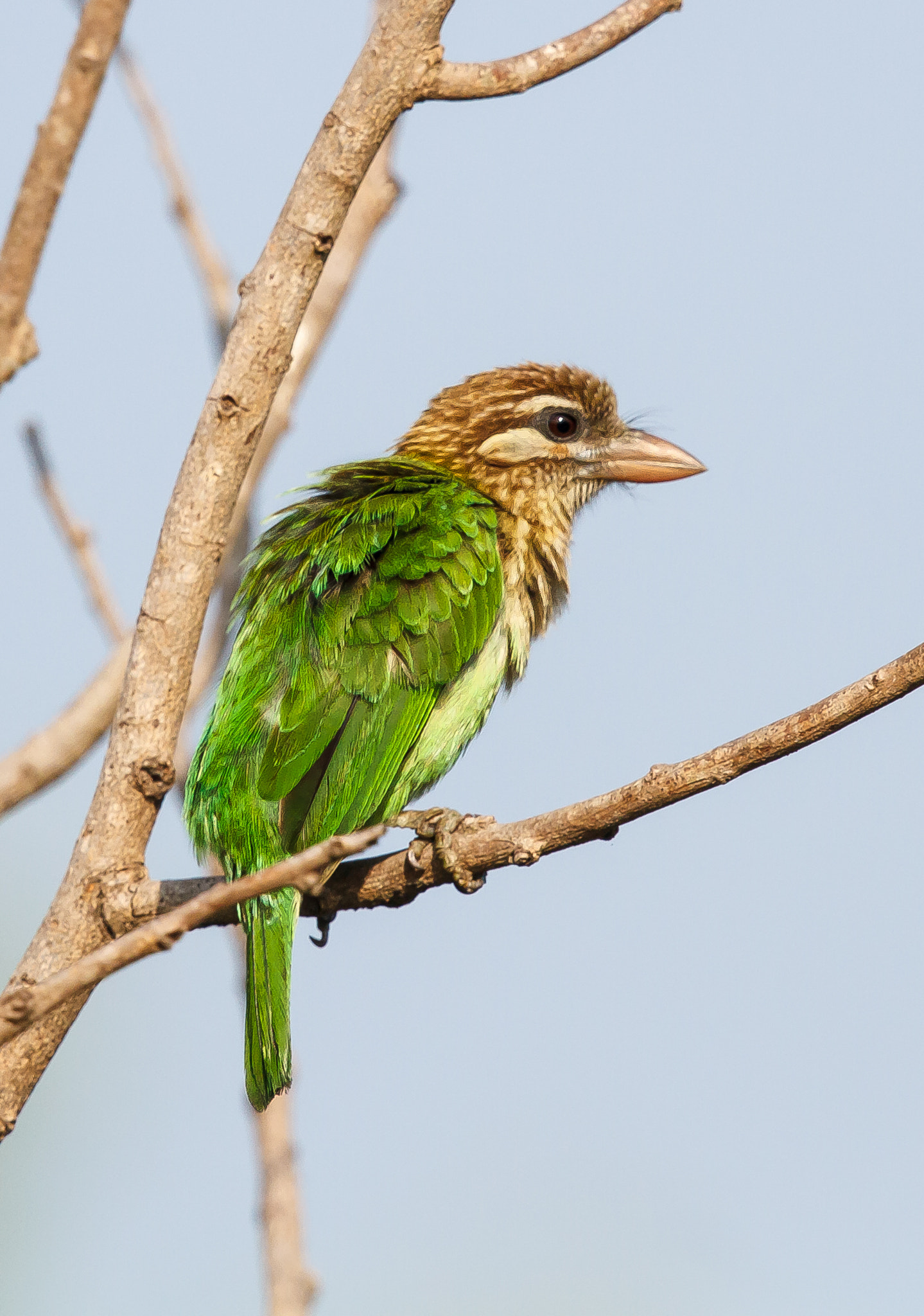 Canon EF 500mm F4L IS II USM sample photo. White cheeked barbet photography