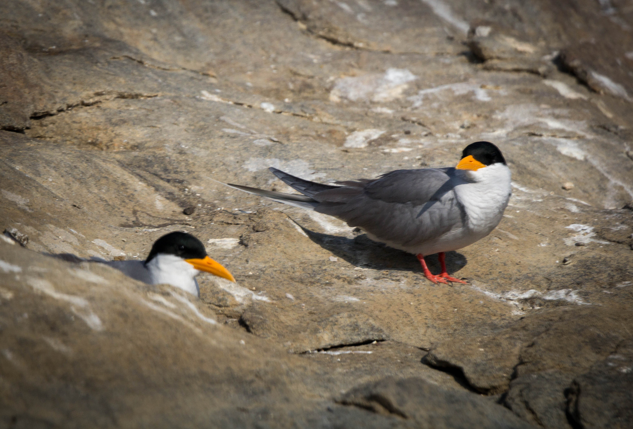 Tamron SP 150-600mm F5-6.3 Di VC USD sample photo. Animals photography
