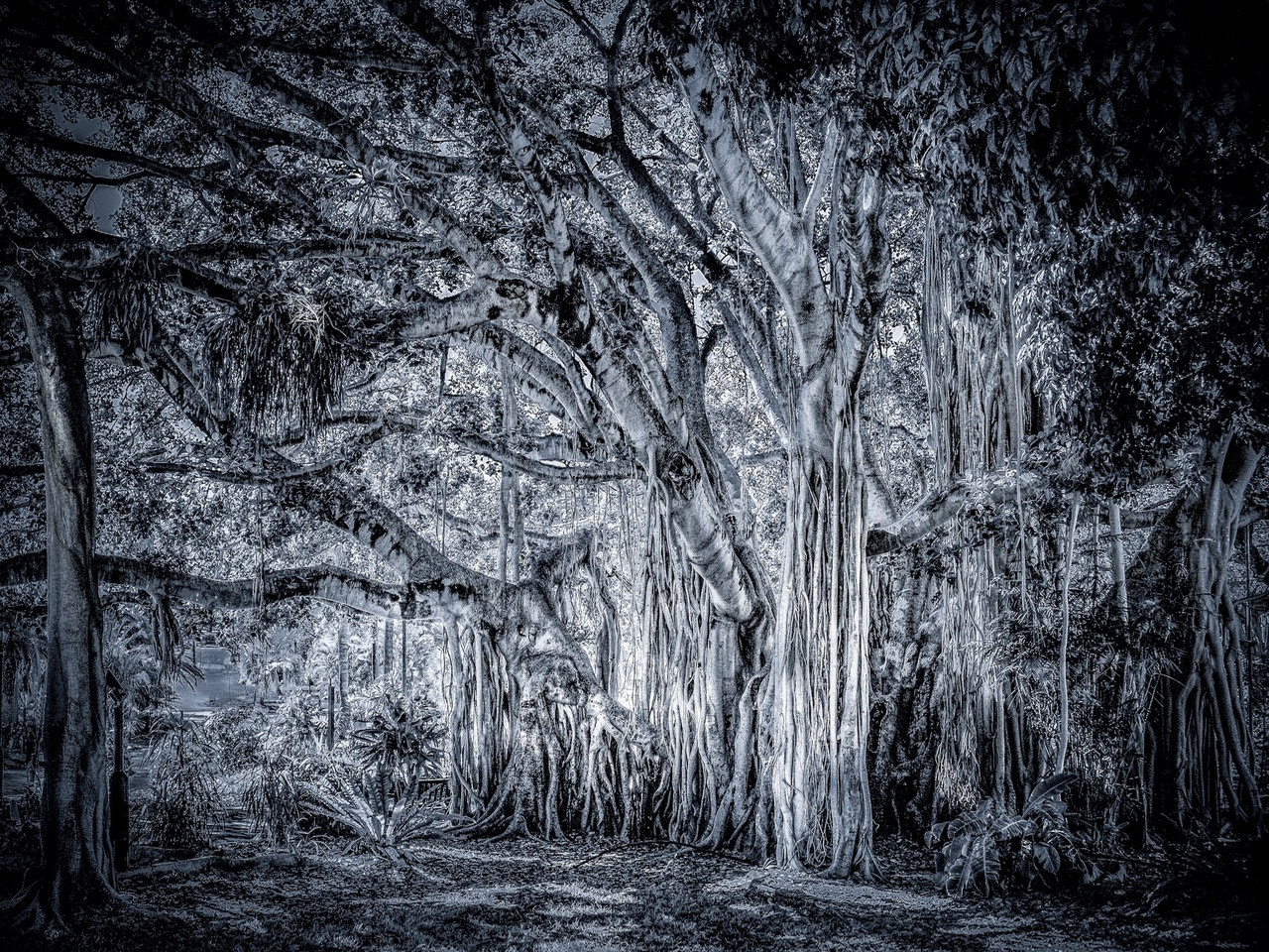 Sony Alpha NEX-7 sample photo. The banyan tree photography