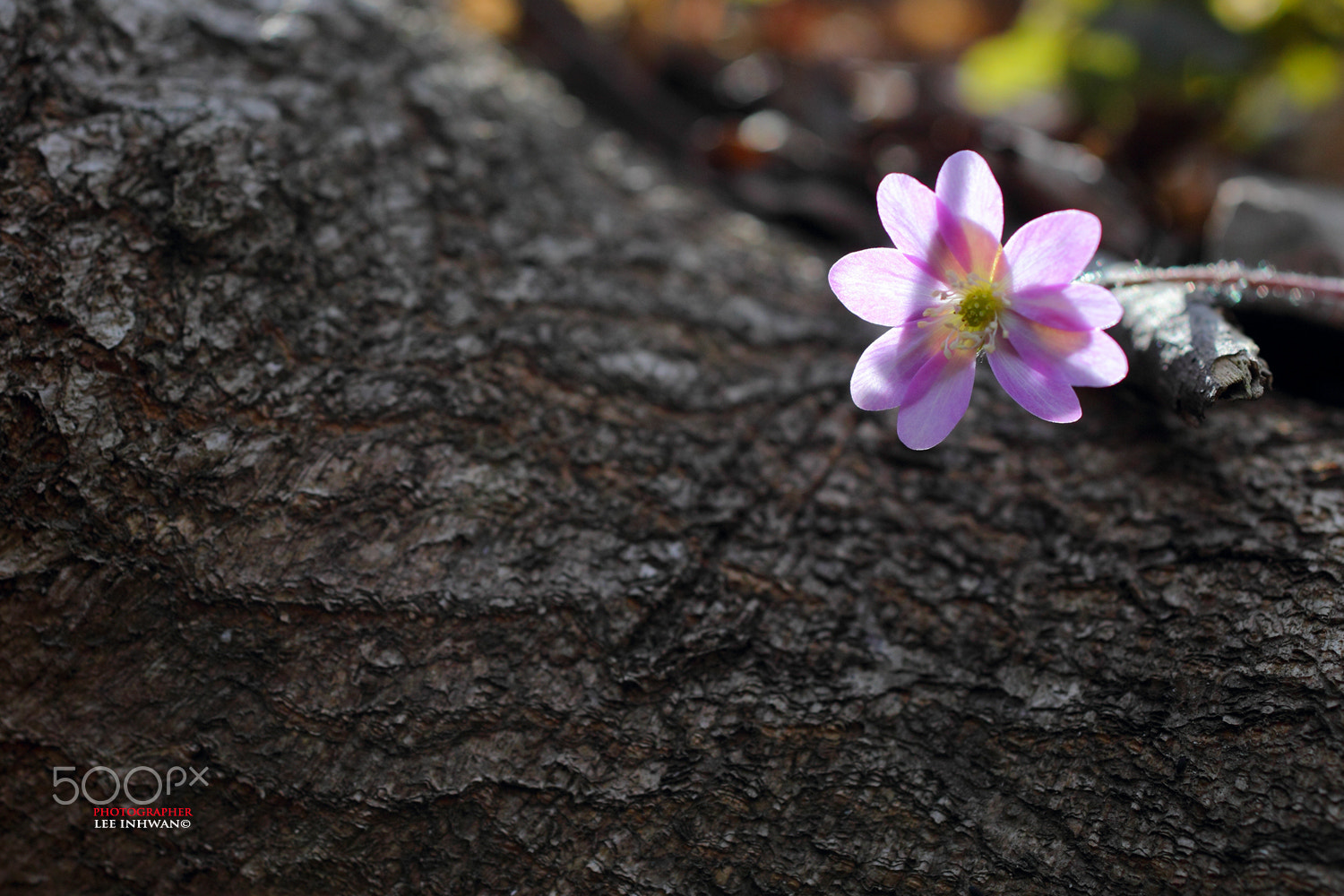 Canon EOS-1D Mark IV sample photo. Just feel naure - hepatica asiatica photography