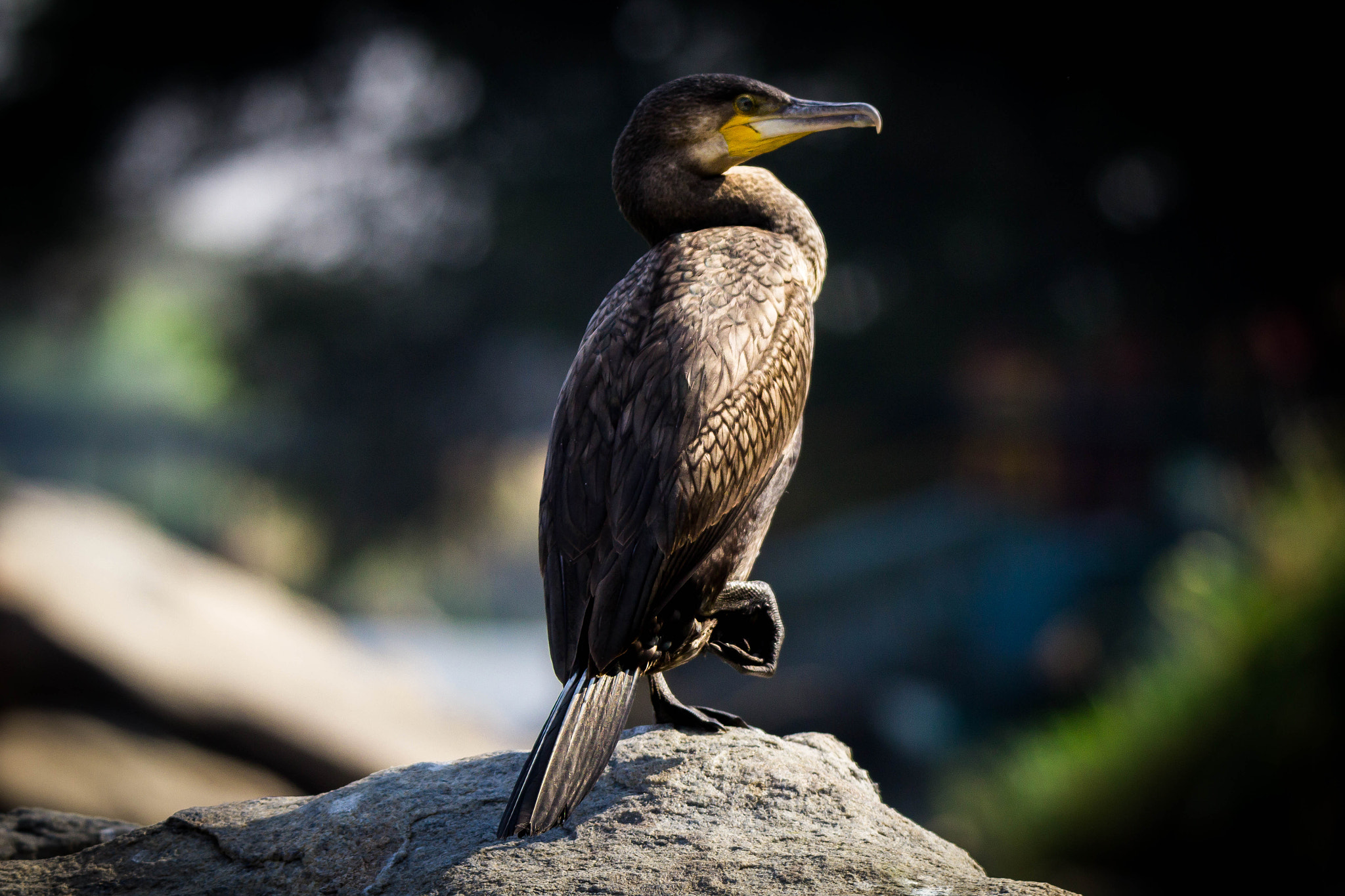 Tamron SP 150-600mm F5-6.3 Di VC USD sample photo. Animals photography