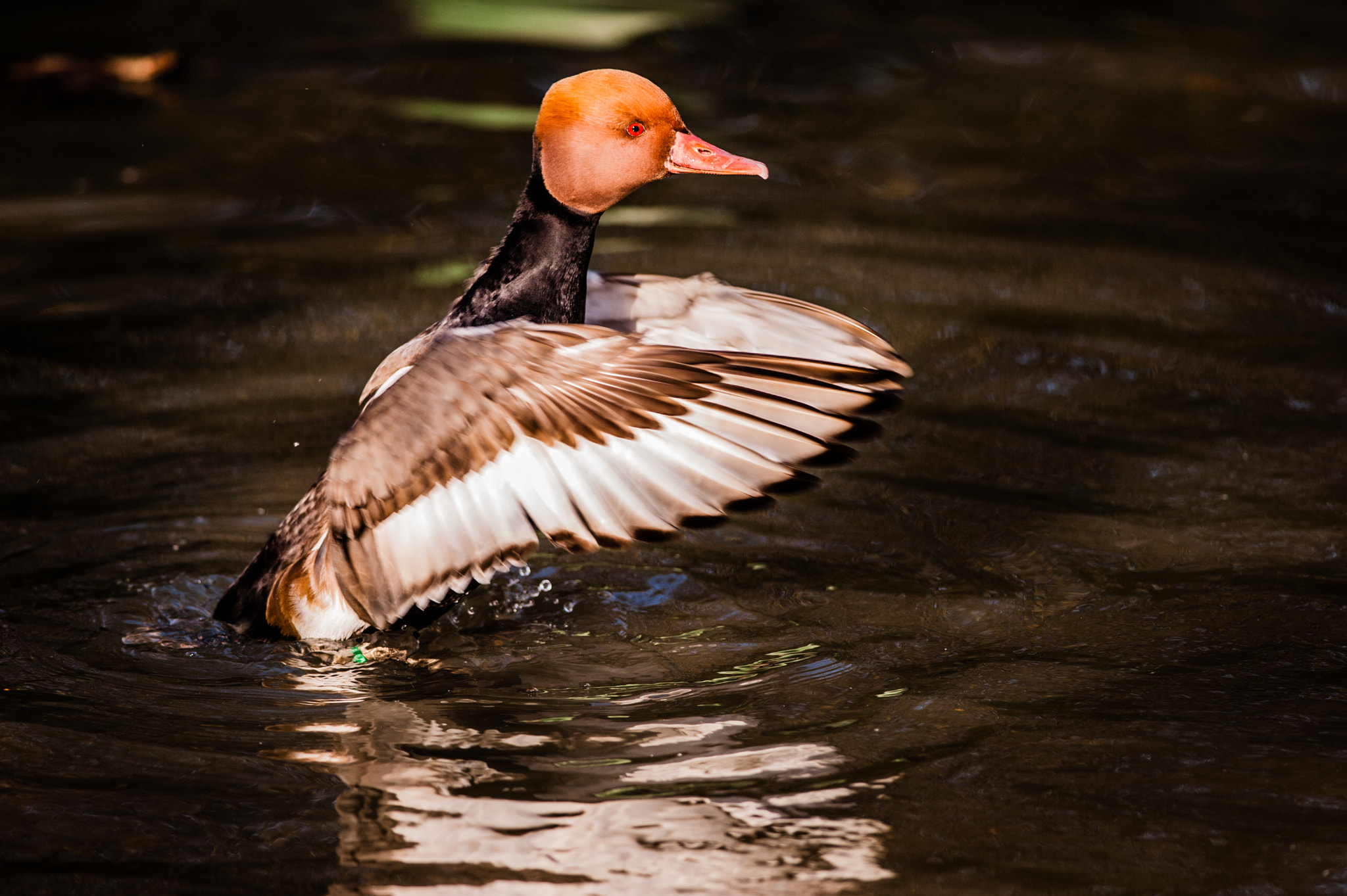 Nikon D700 + Nikon AF-S Nikkor 300mm F4D ED-IF sample photo. Redhead photography