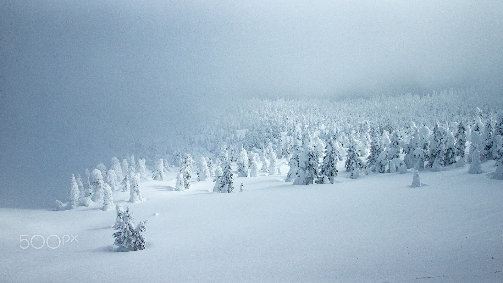 Canon EOS-1D X sample photo. It was wrapped in a cloud photography