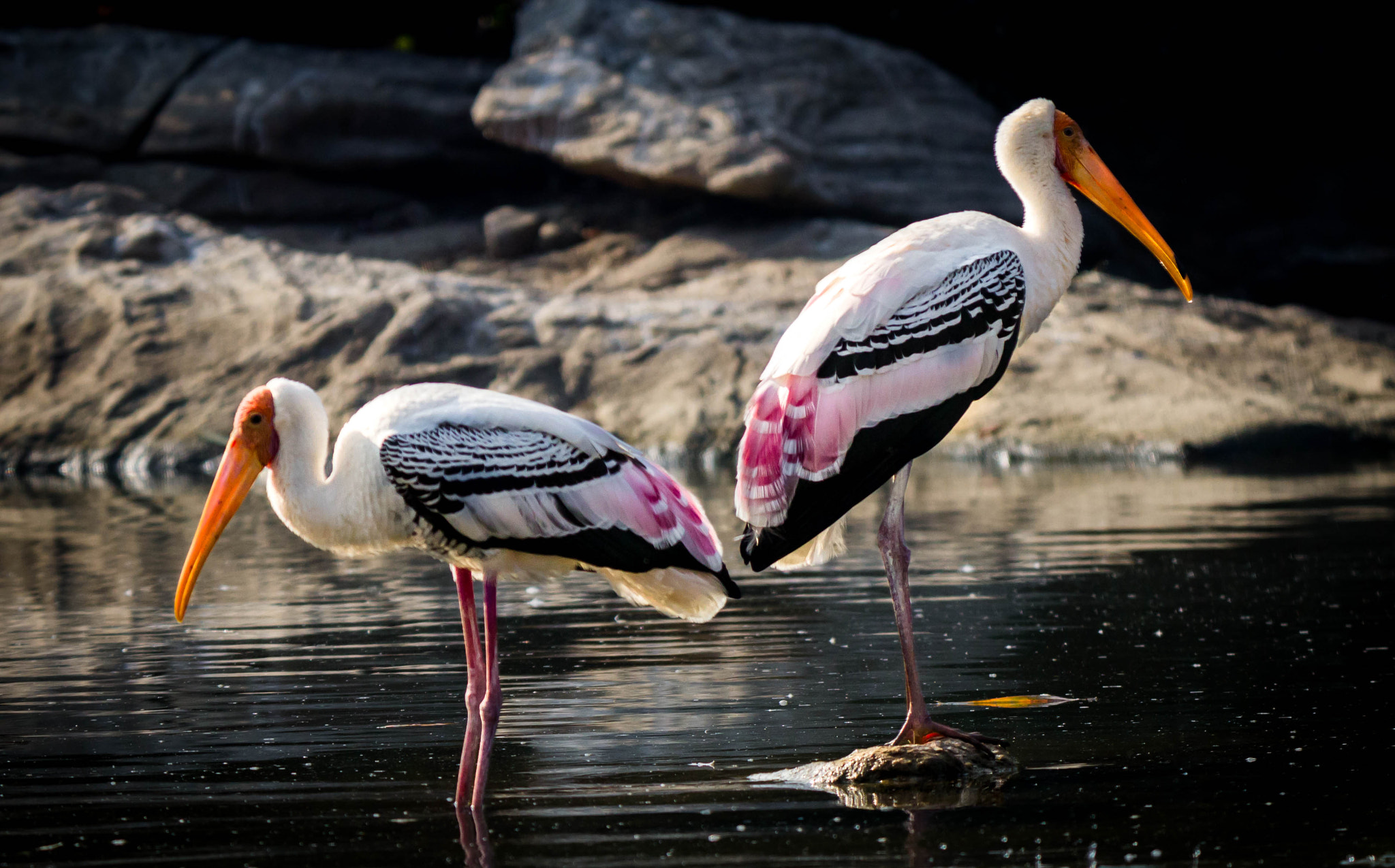 Tamron SP 150-600mm F5-6.3 Di VC USD sample photo. Animals photography