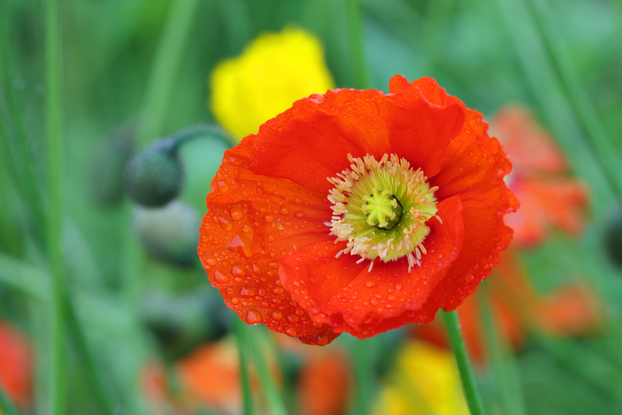 Canon EF 100mm F2.8L Macro IS USM sample photo. Corn poppy 2 photography