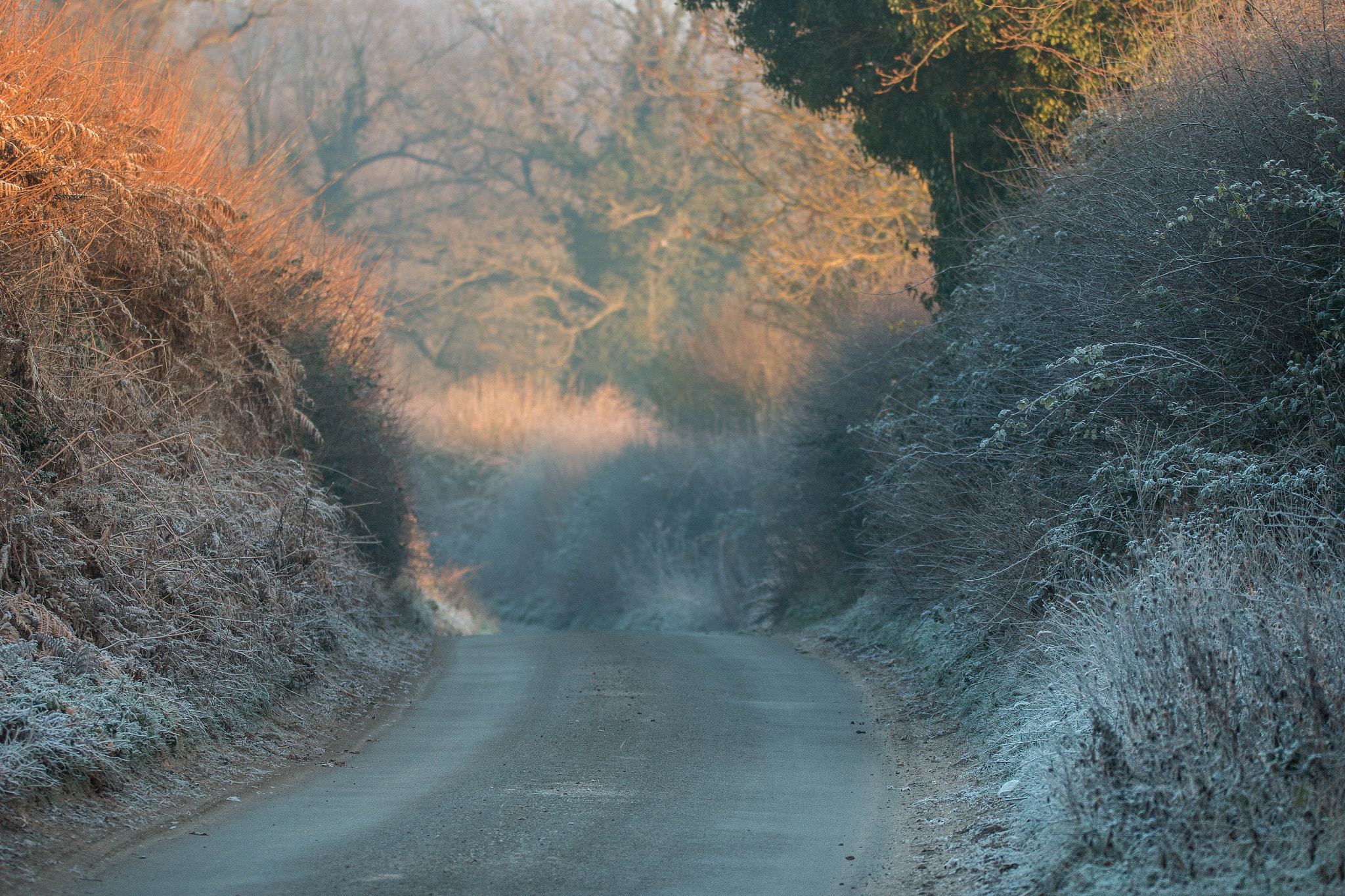 Canon EOS 70D + 150-600mm F5-6.3 DG OS HSM | Sports 014 sample photo. Frosty lane. photography