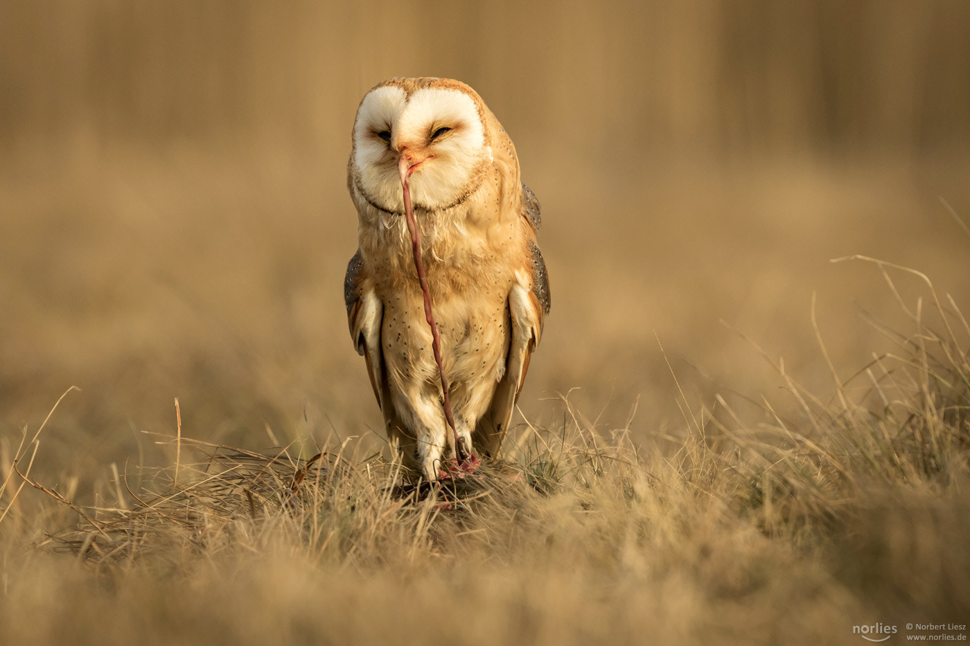 Canon EOS 7D Mark II sample photo. Owl eating photography