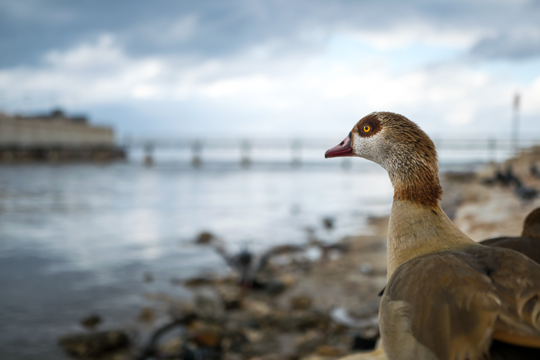 Sigma 18-35mm F1.8 DC HSM Art sample photo. Alopechon aegyptius photography